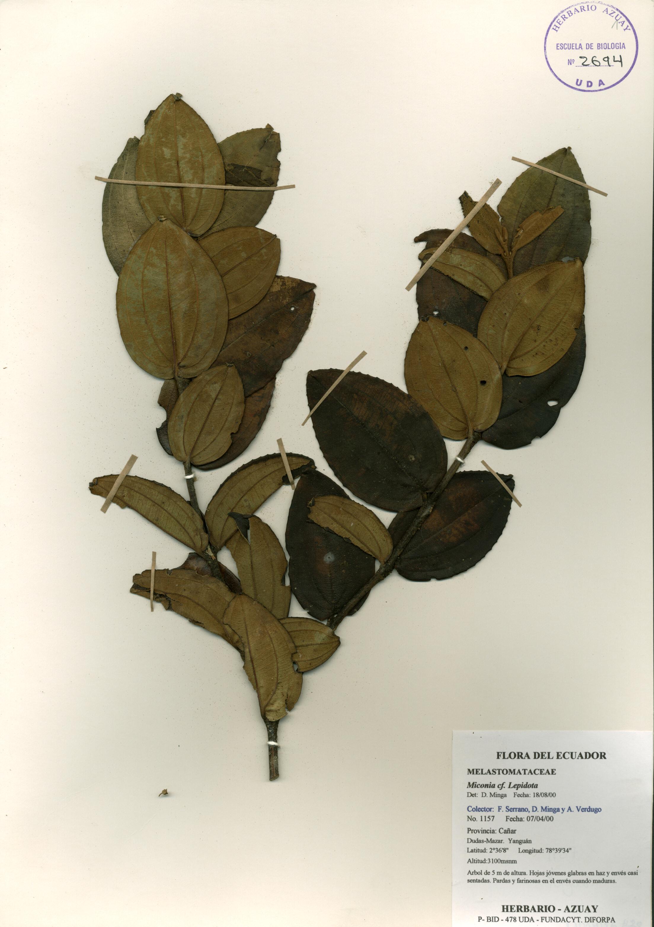 Miconia lepidota Schrank & Mart. Ex DC.