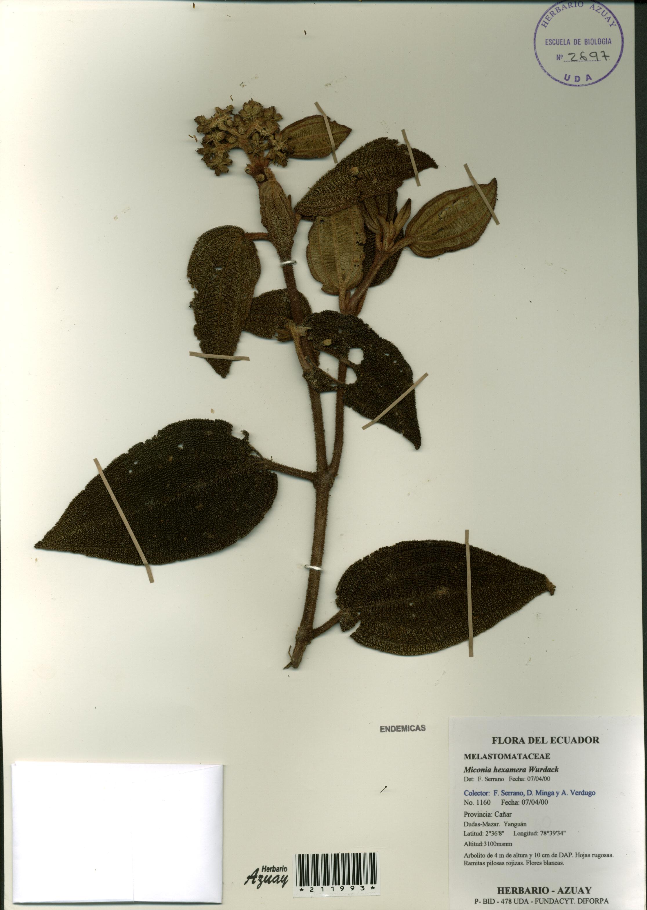 Miconia hexamera Wurdack