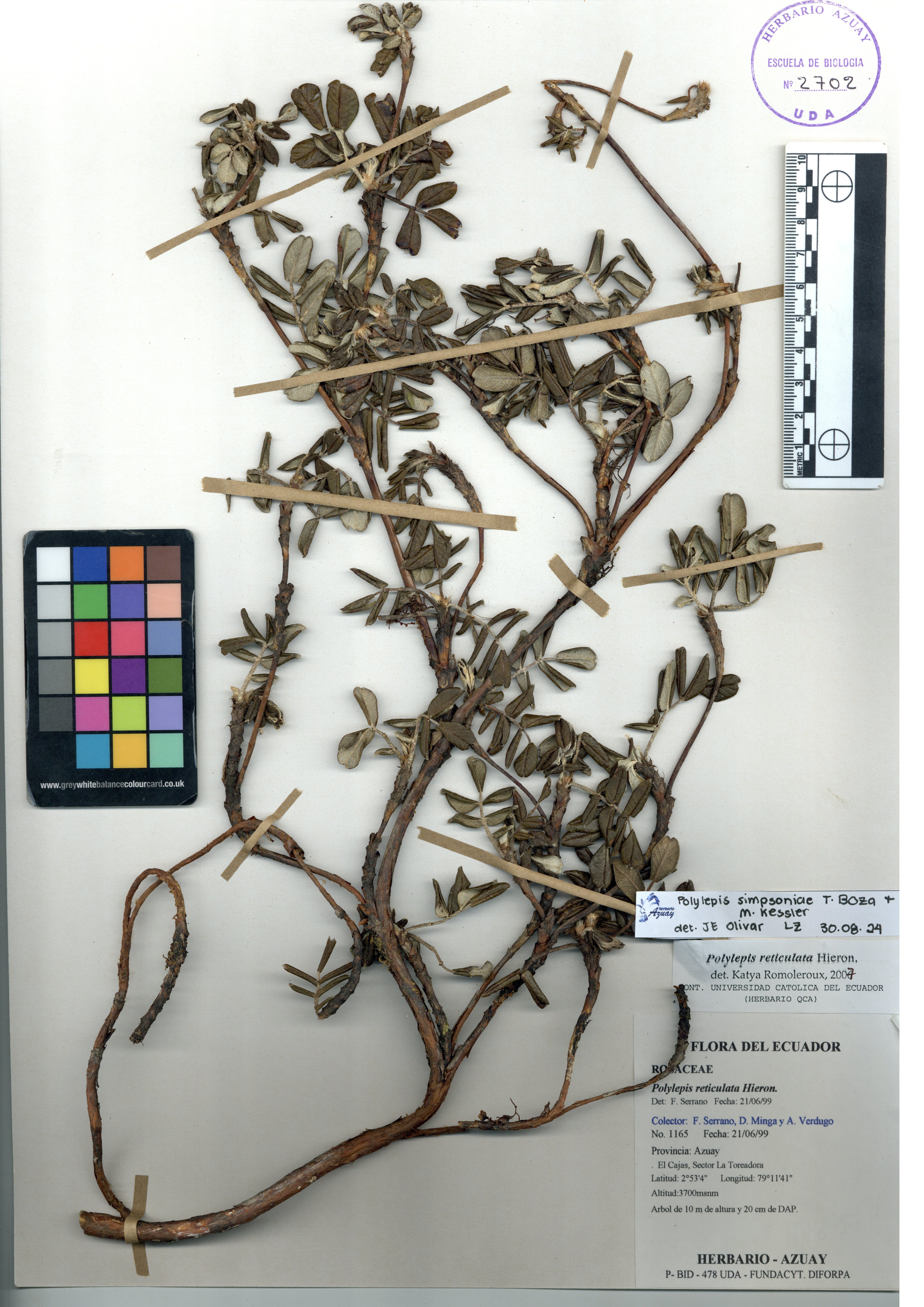 Polylepis simpsoniae T. Boza & M. Kessler