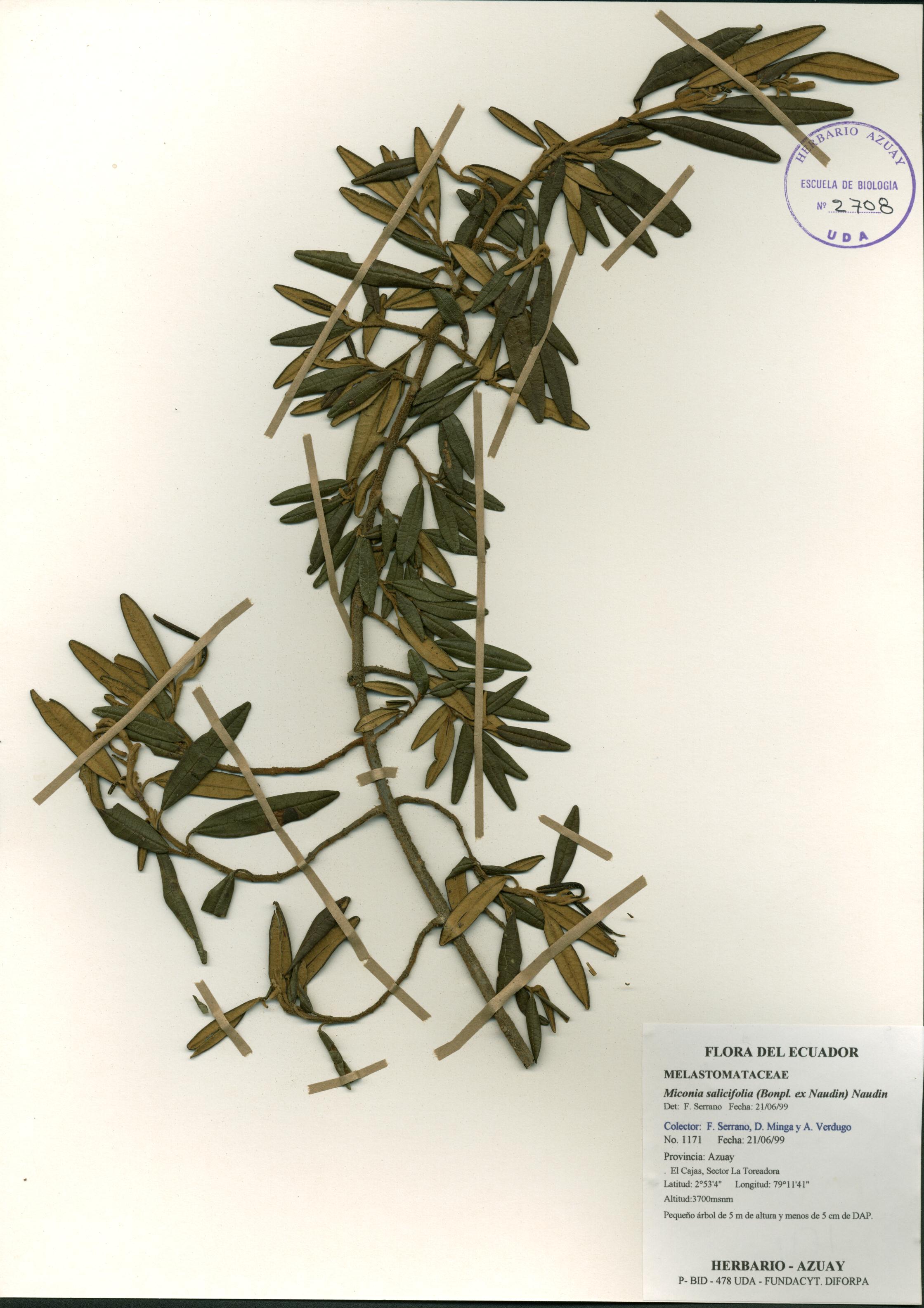 Miconia salicifolia (Bonpl. ex Naudin) Naudin