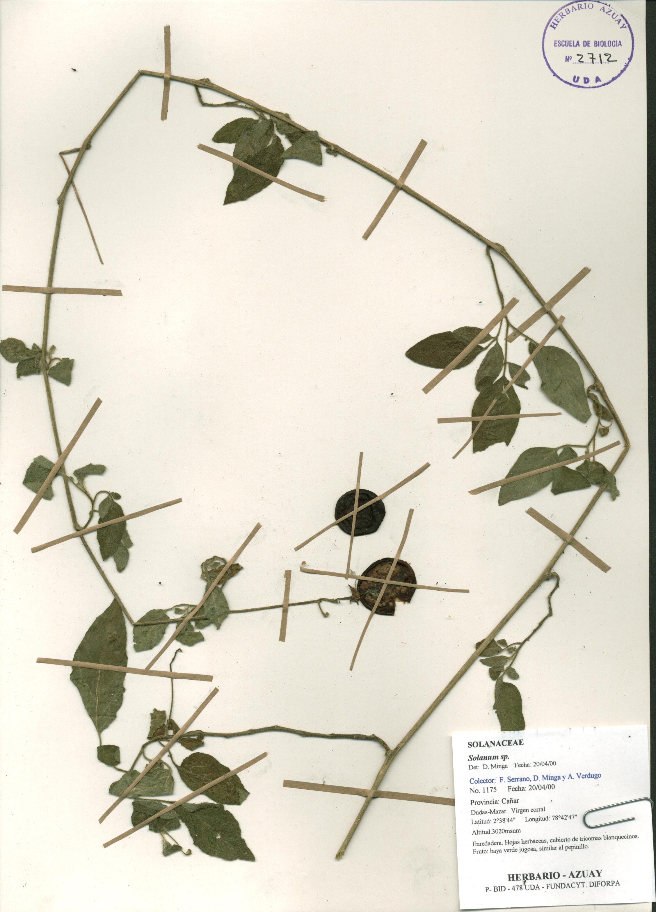 Solanum sp. SIN DETERMINAR