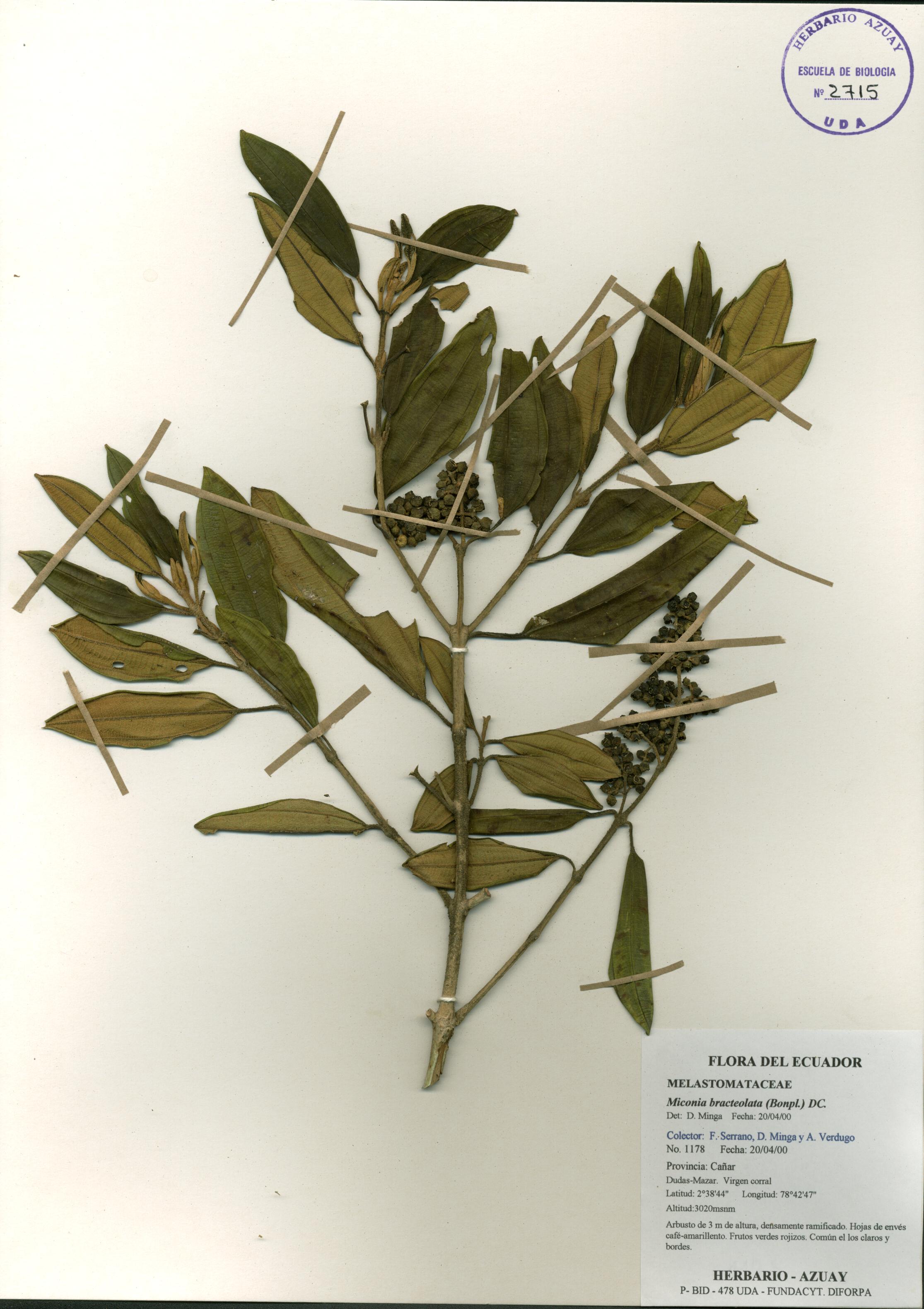 Miconia bracteolata (Bonpl.) DC.