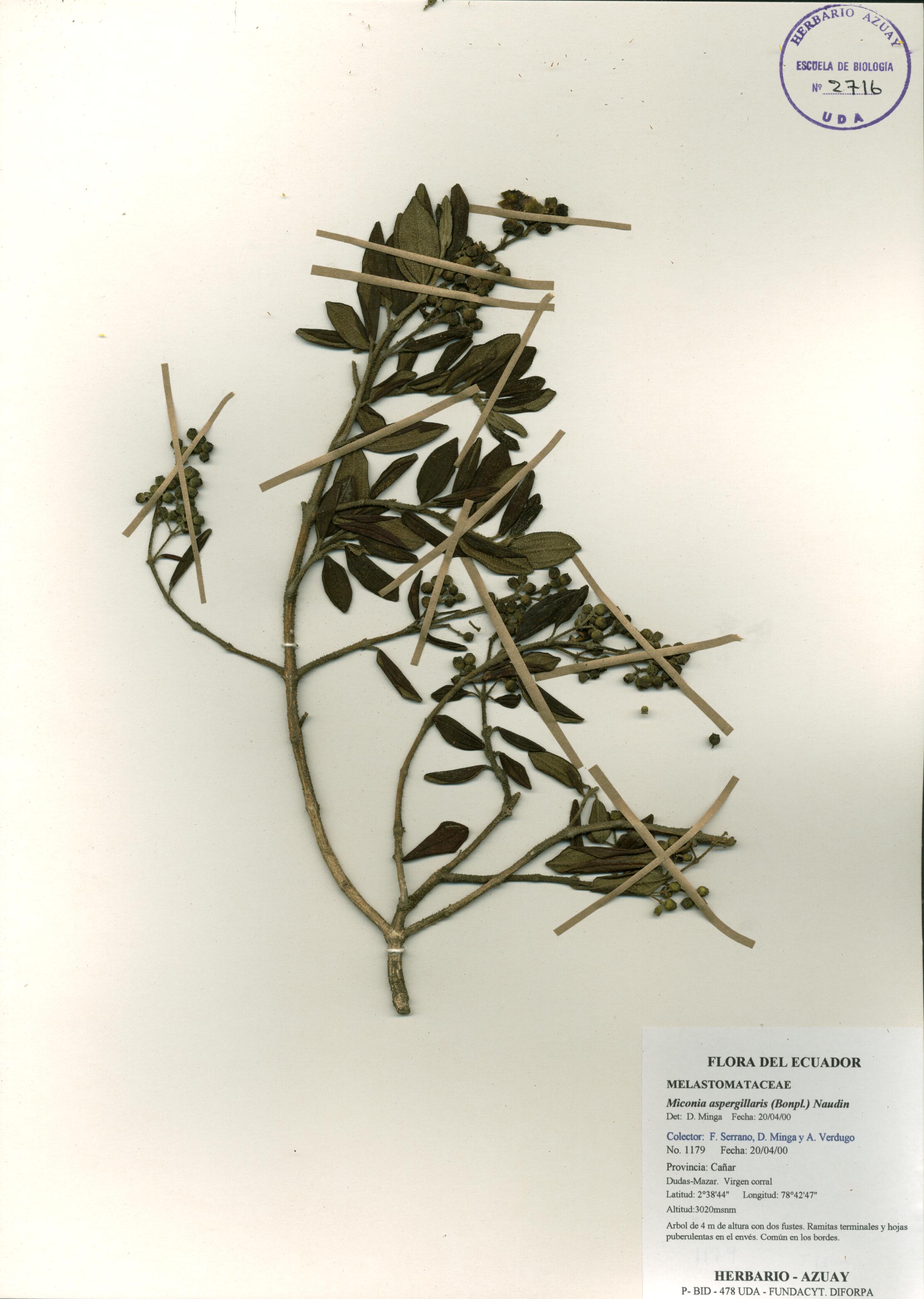 Miconia aspergillaris (Bonpl.) Naudin