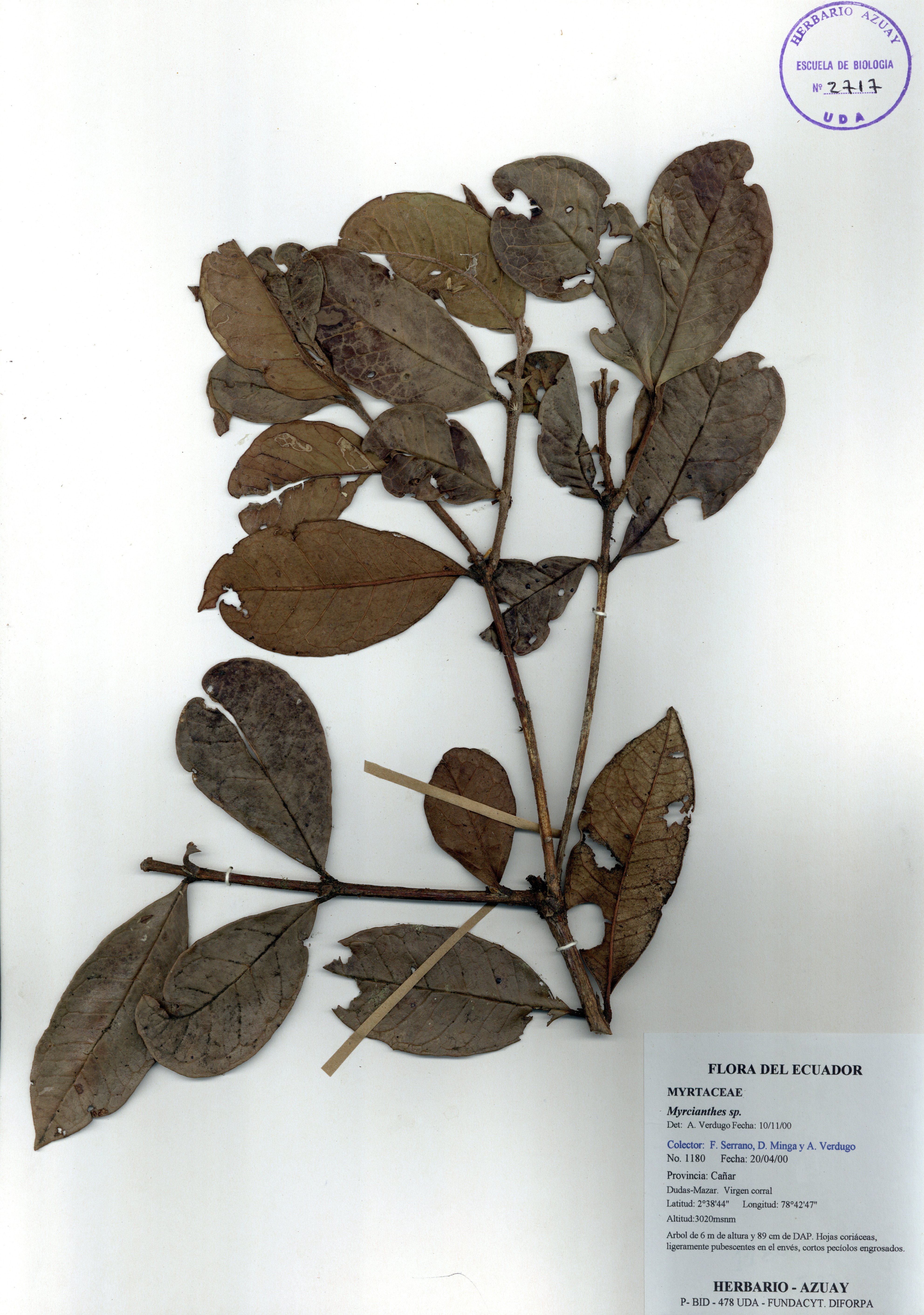 Myrcianthes sp. SIN DETERMINAR