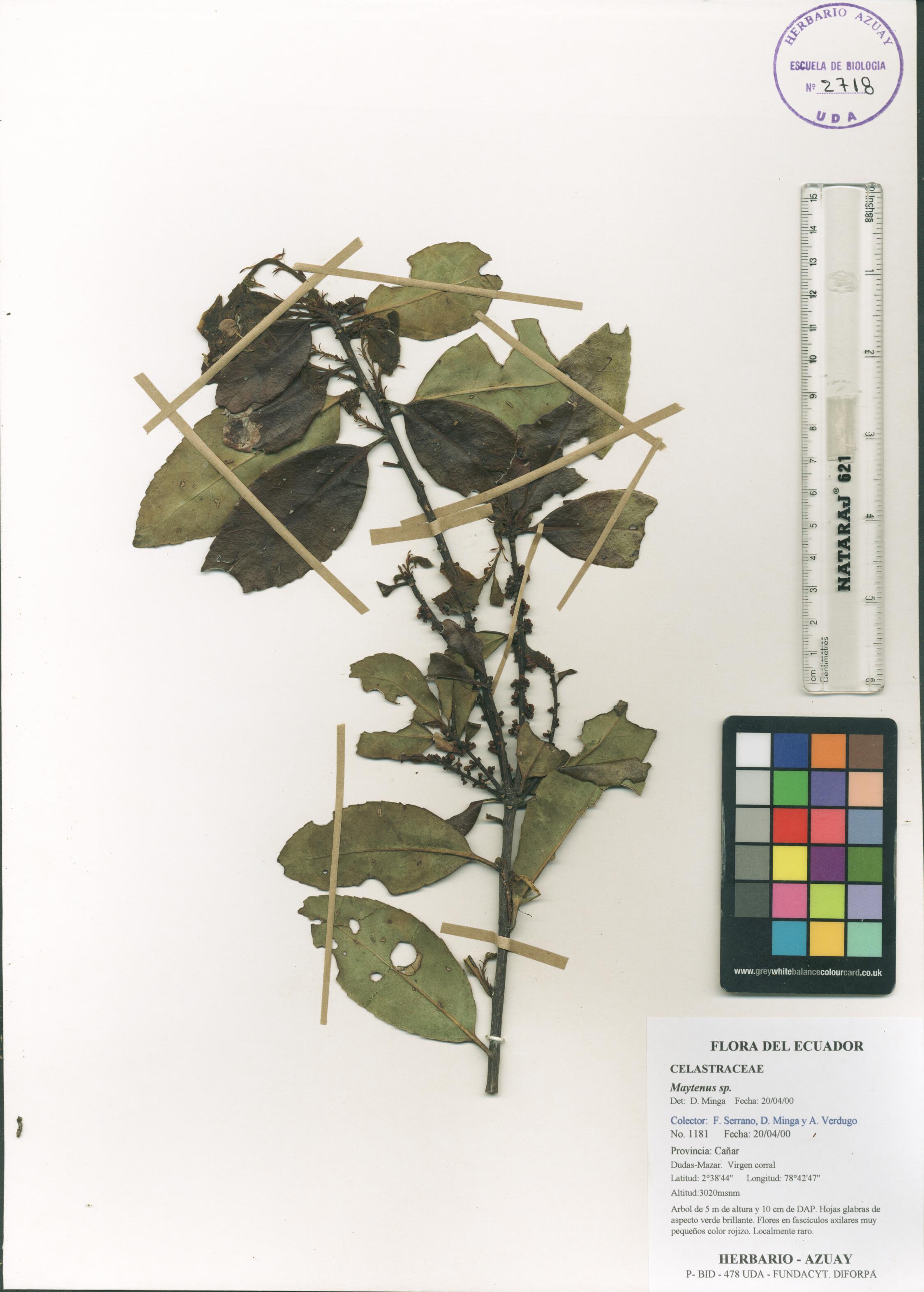 Maytenus sp. SIN DETERMINAR