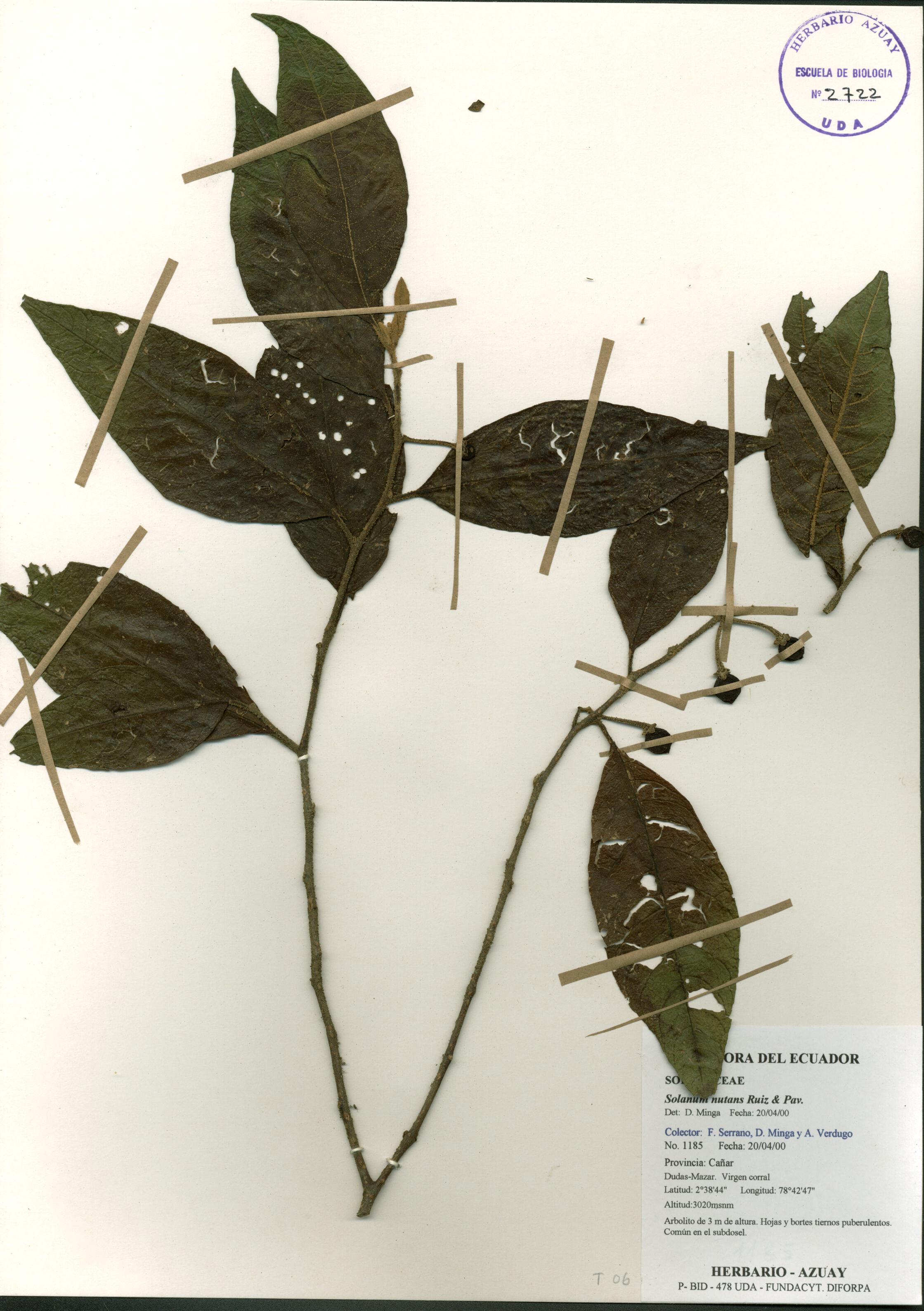 Solanum nutans Ruiz & Pav.