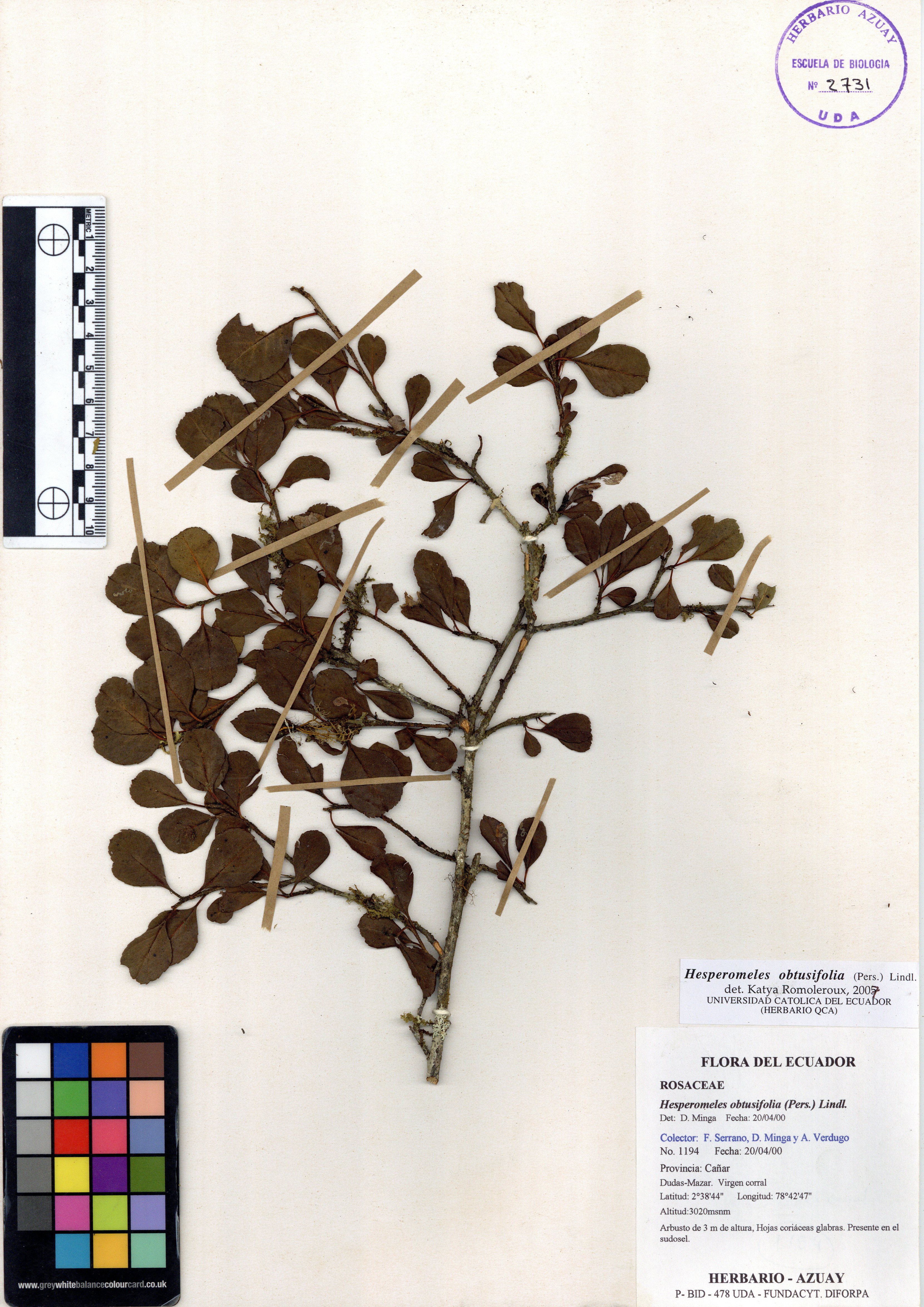 Hesperomeles obtusifolia (Pers.) Lindl.