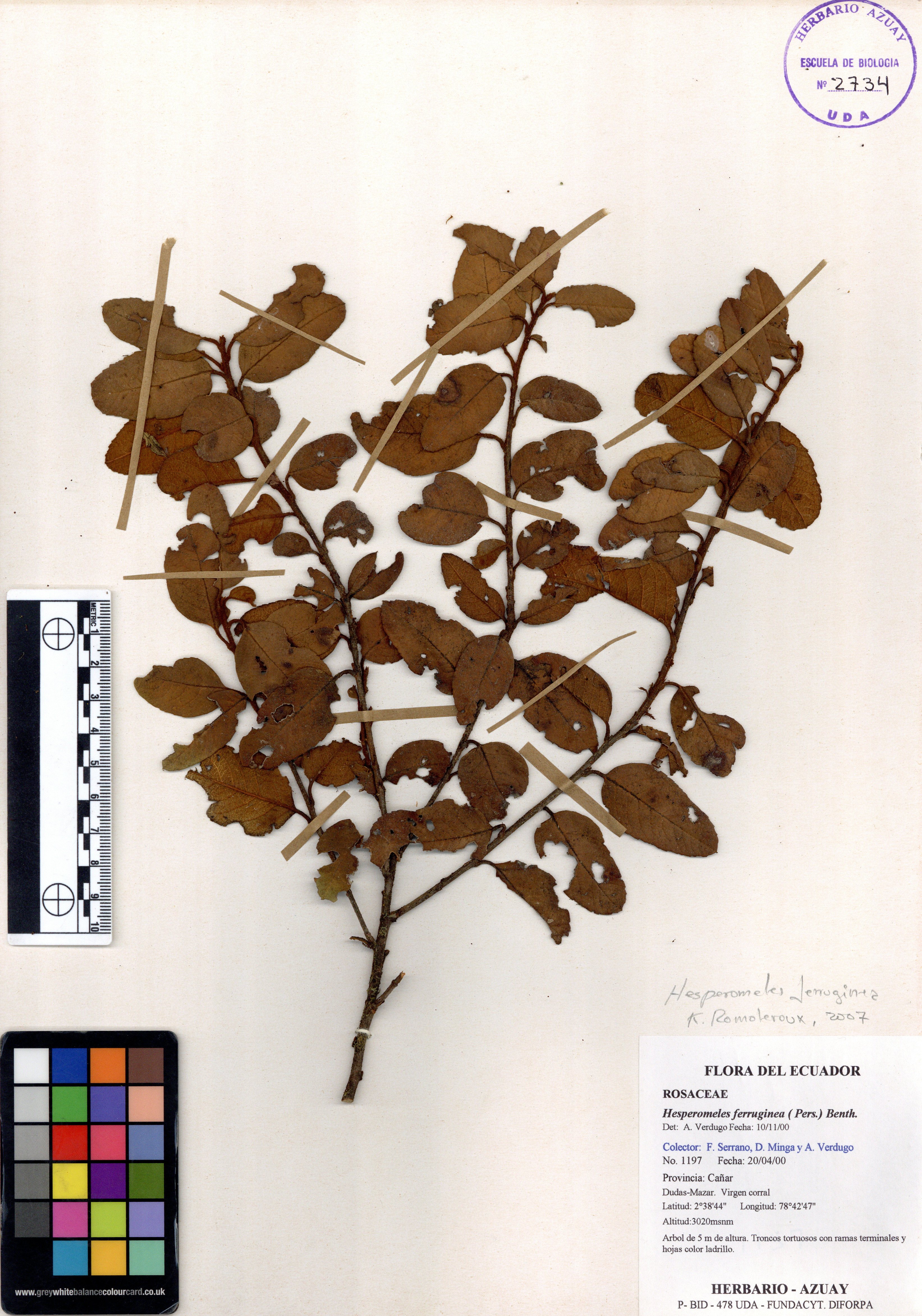 Hesperomeles ferruginea ( Pers.) Benth.