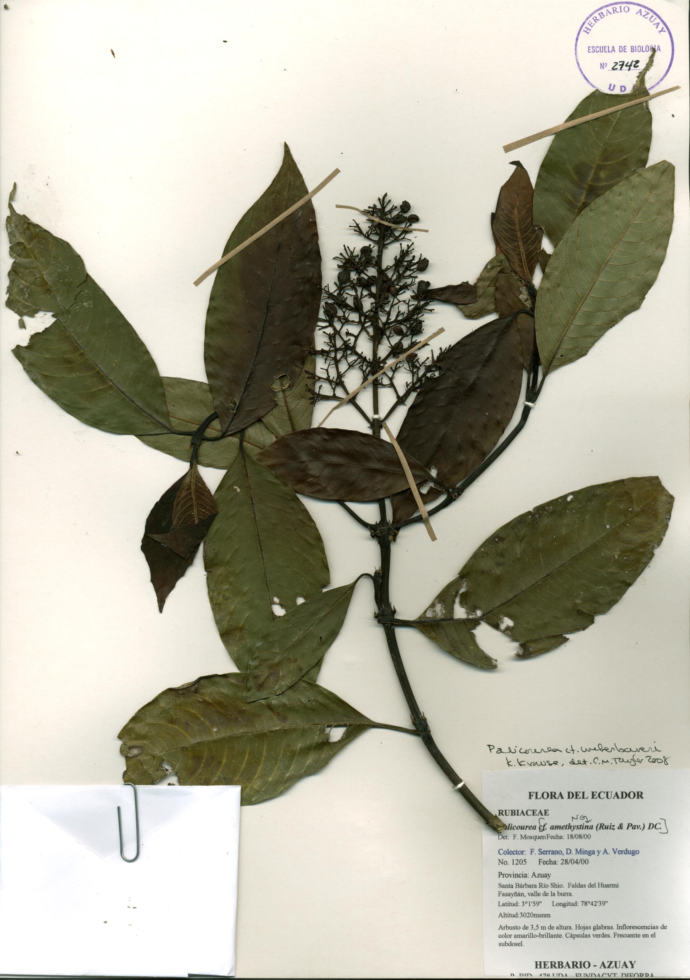 Palicourea weberbaueri K. Krause