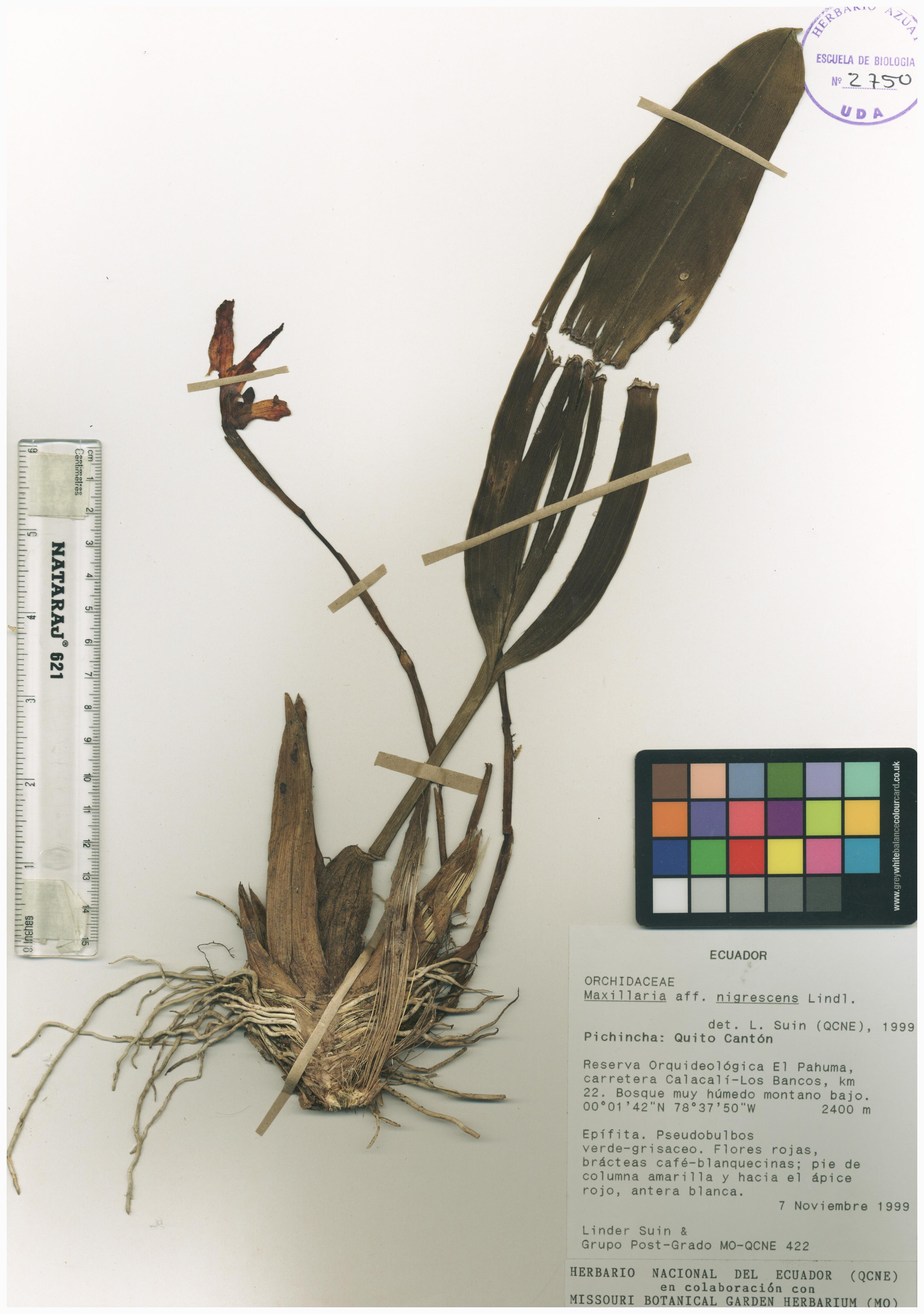 Maxillaria nigrescens Lindl.