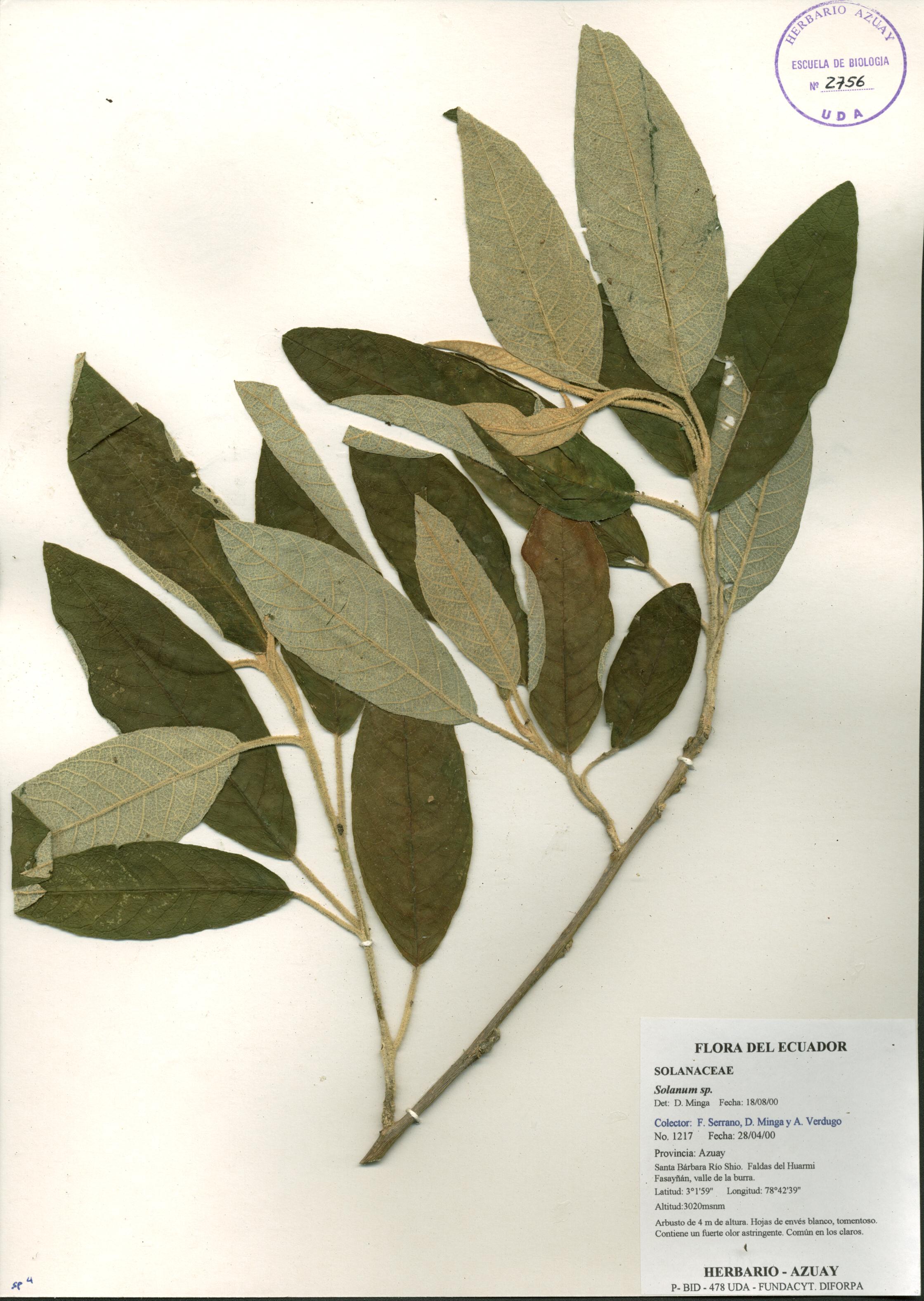 Solanum sp. SIN DETERMINAR