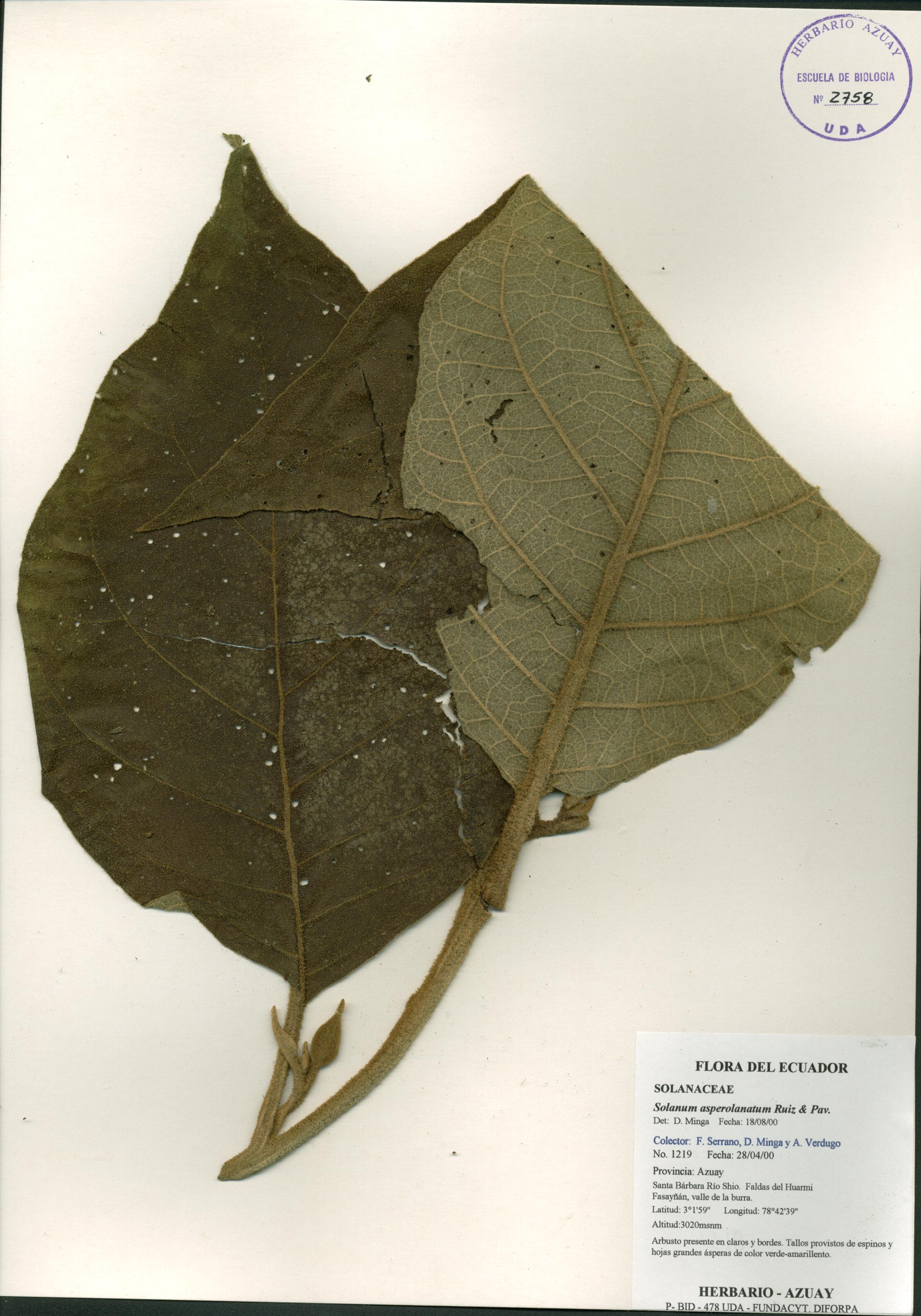 Solanum asperolanatum Ruiz & Pav.