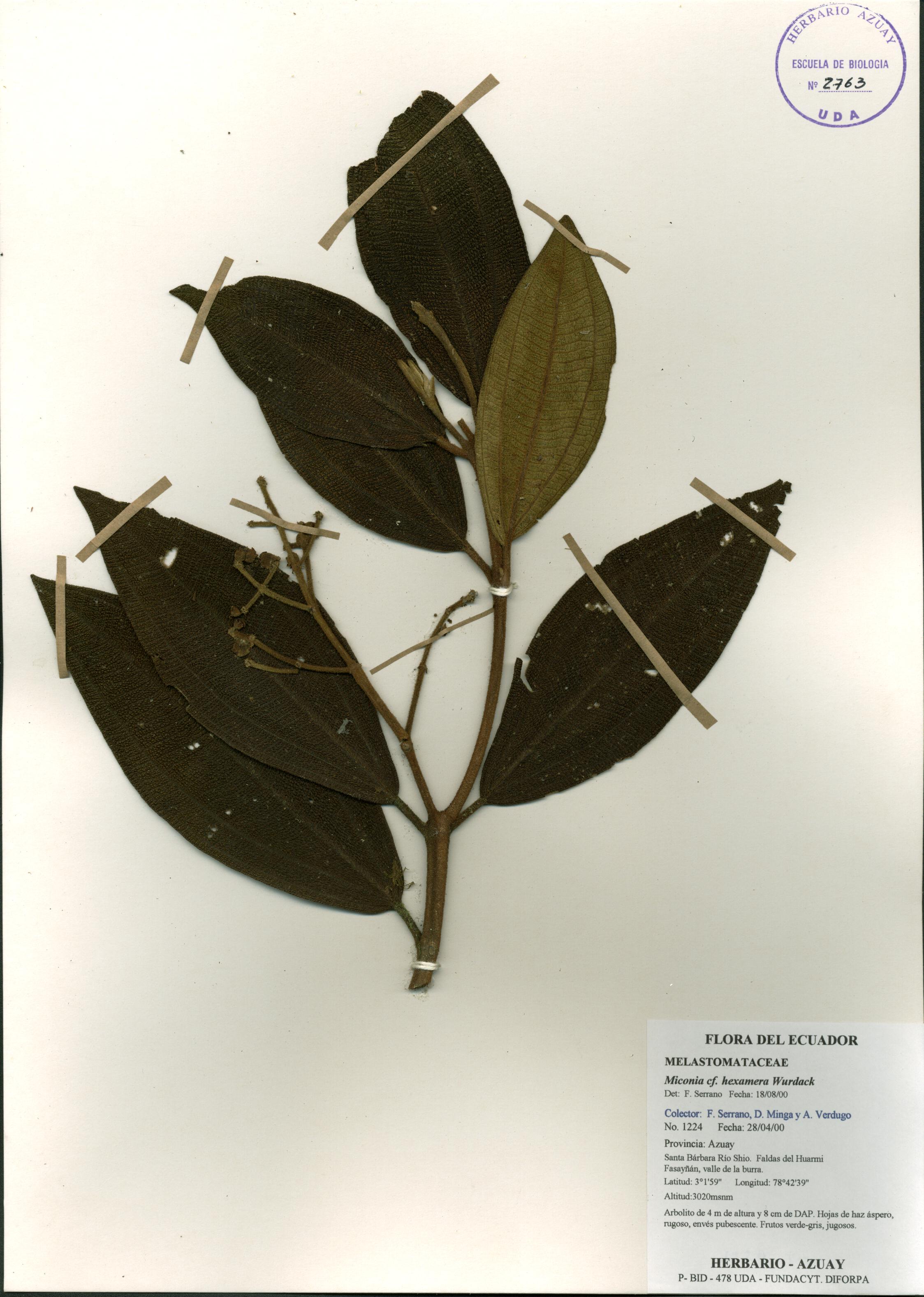 Miconia hexamera Wurdack