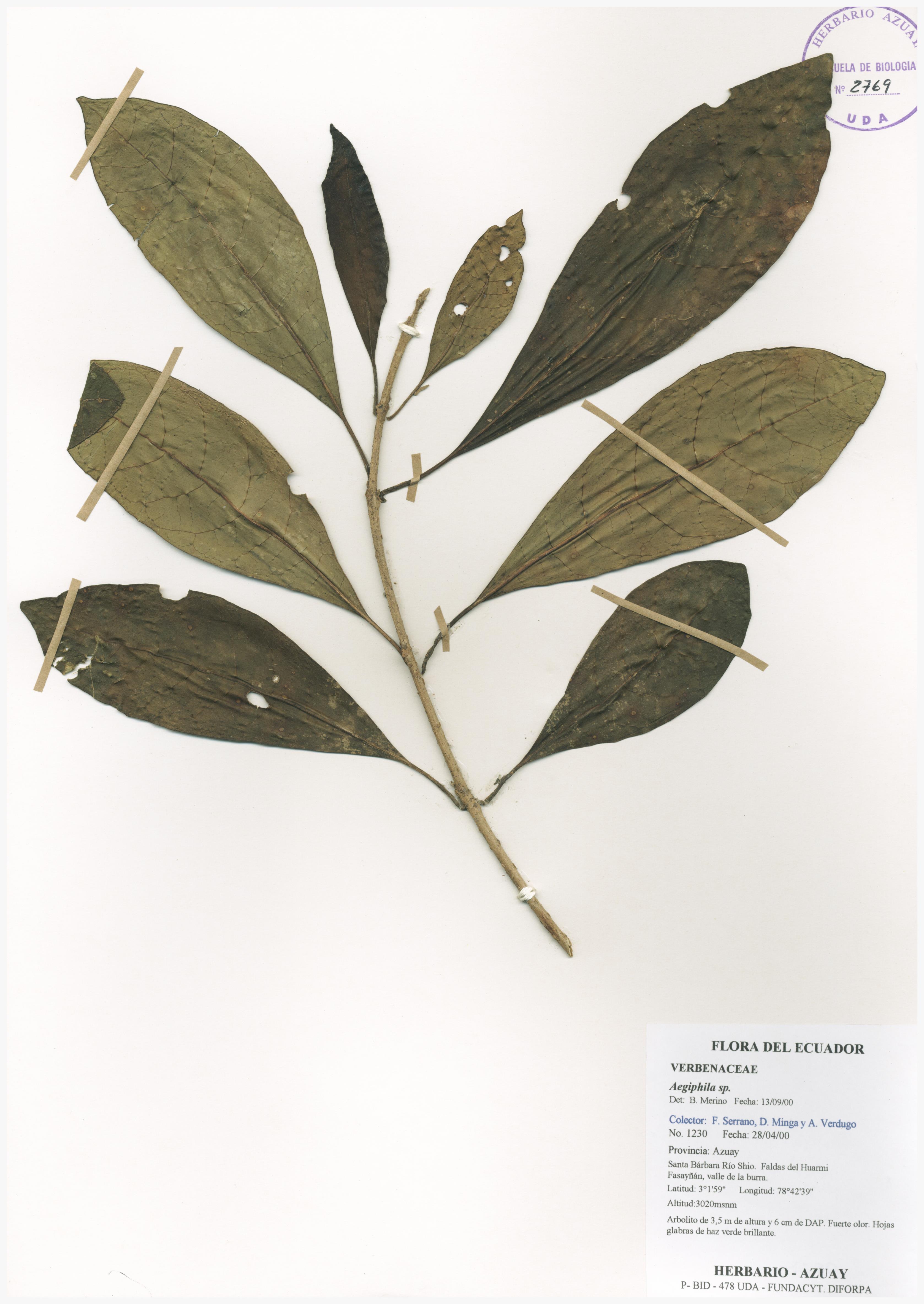 Aegiphila sp. SIN DETERMINAR