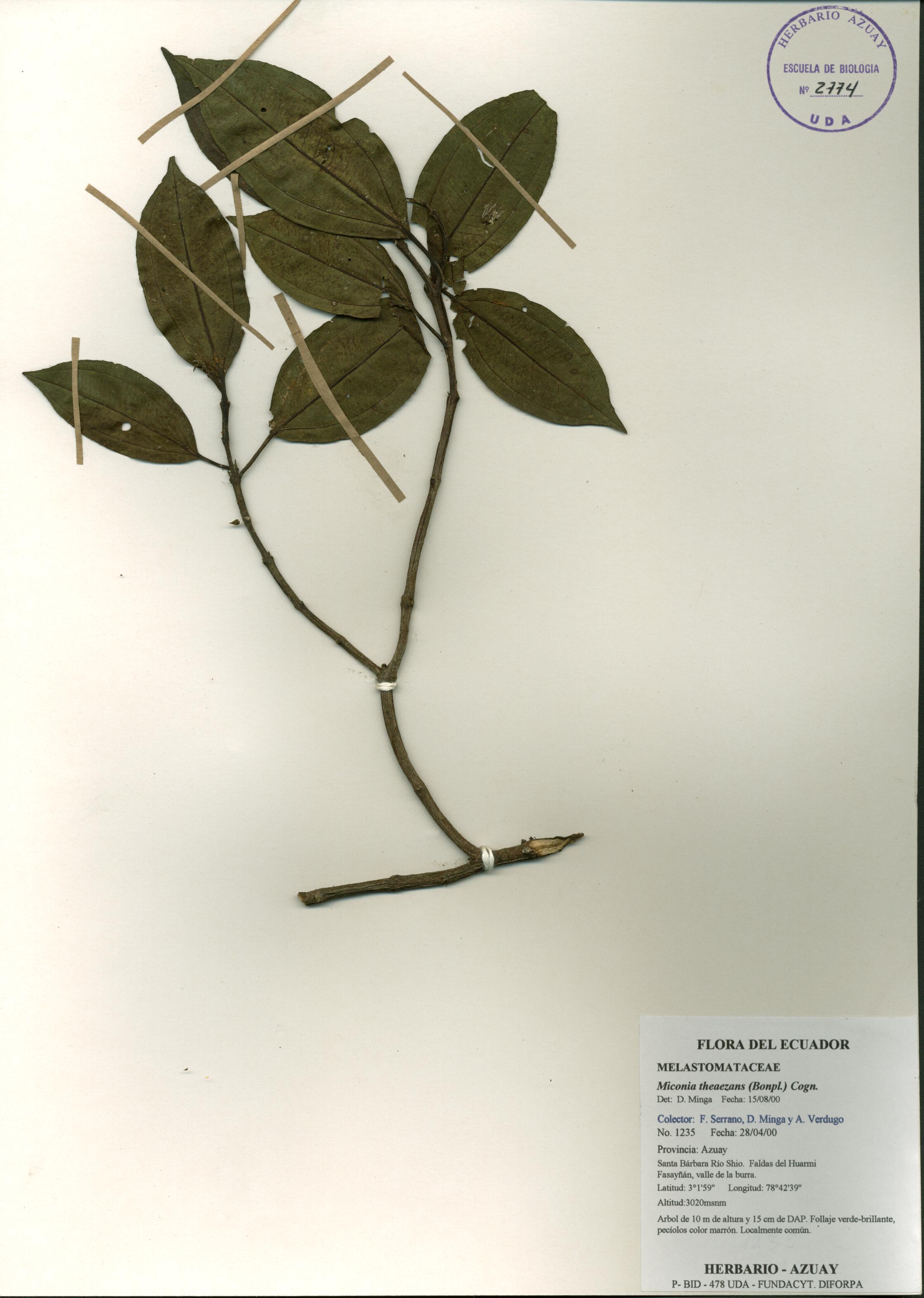 Miconia theaezans (Bonpl.) Cogn.