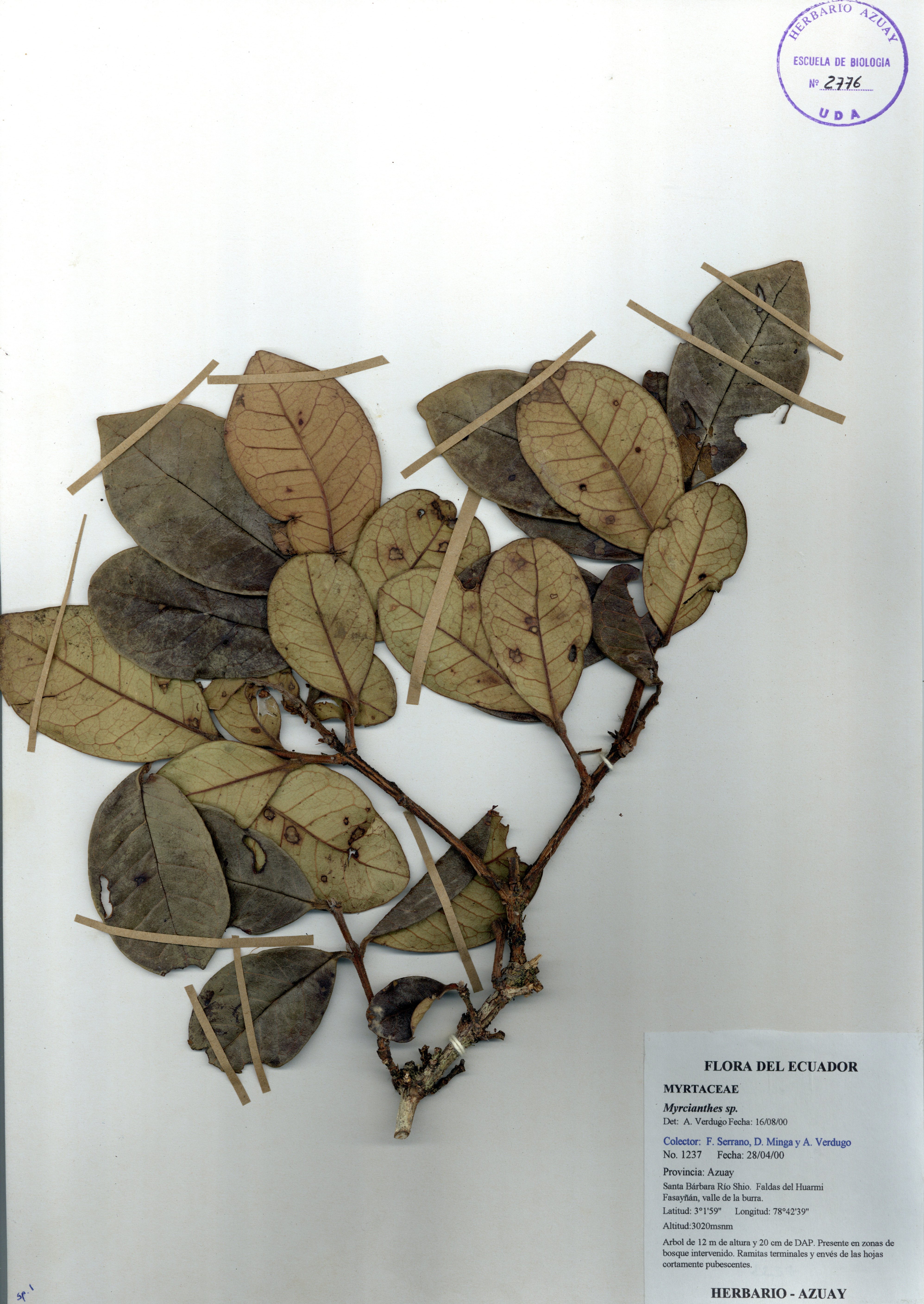 Myrcianthes sp. SIN DETERMINAR