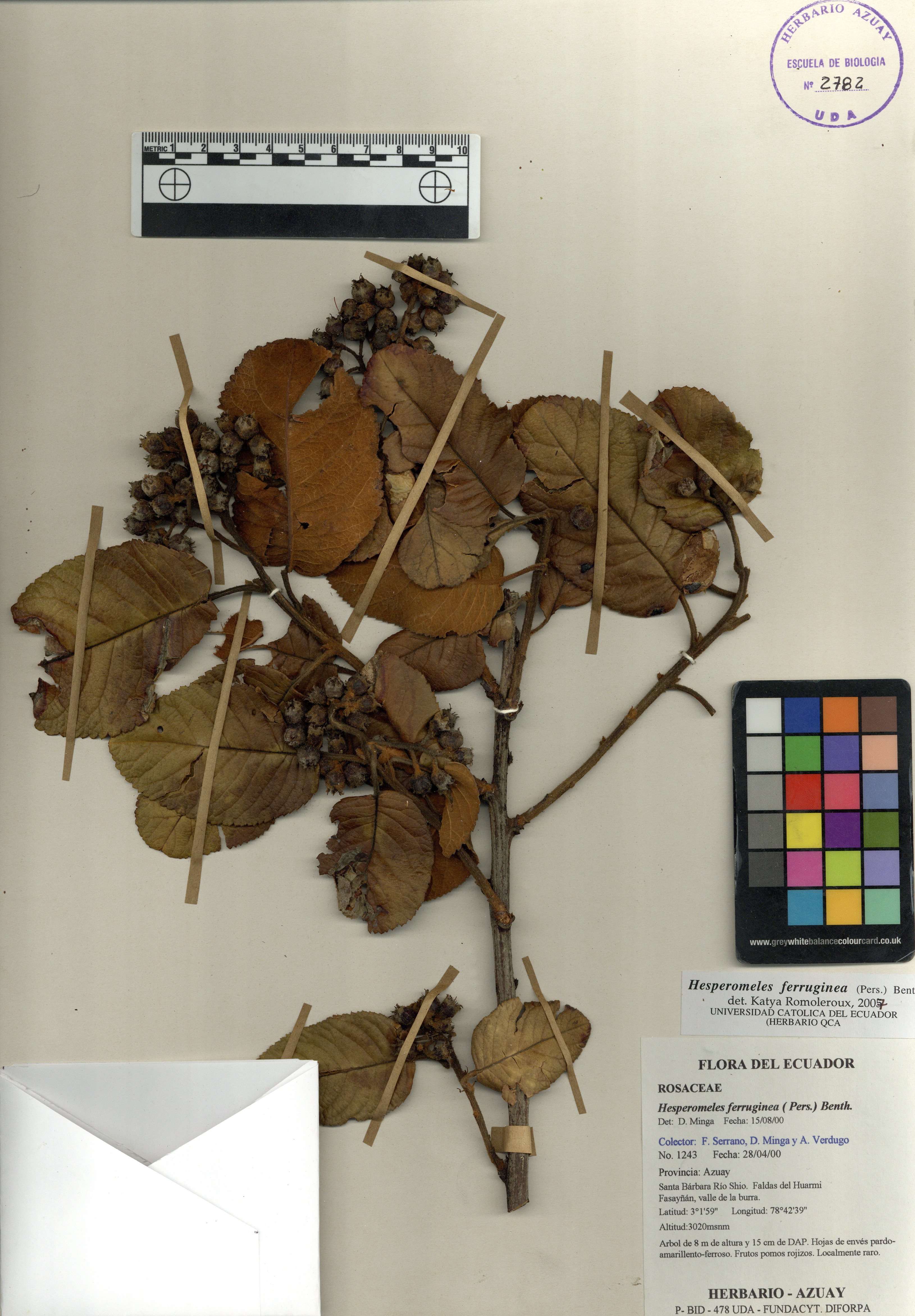 Hesperomeles ferruginea ( Pers.) Benth.