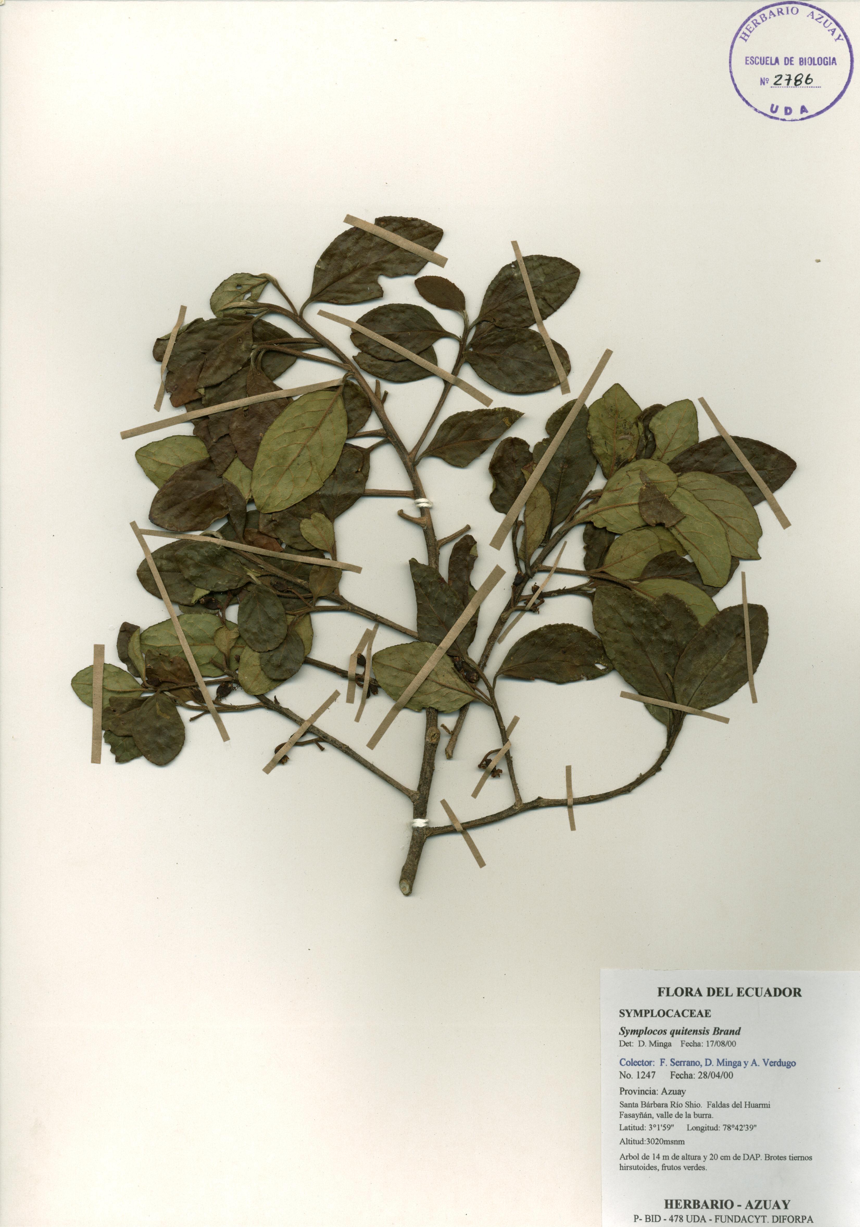 Symplocos quitensis Brand