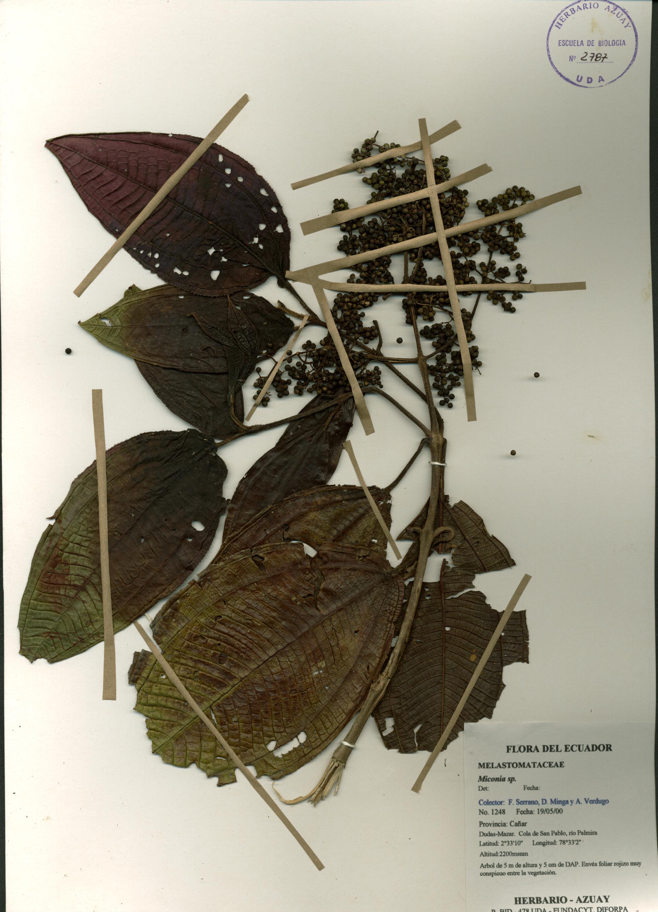 Miconia sp. SIN DETERMINAR