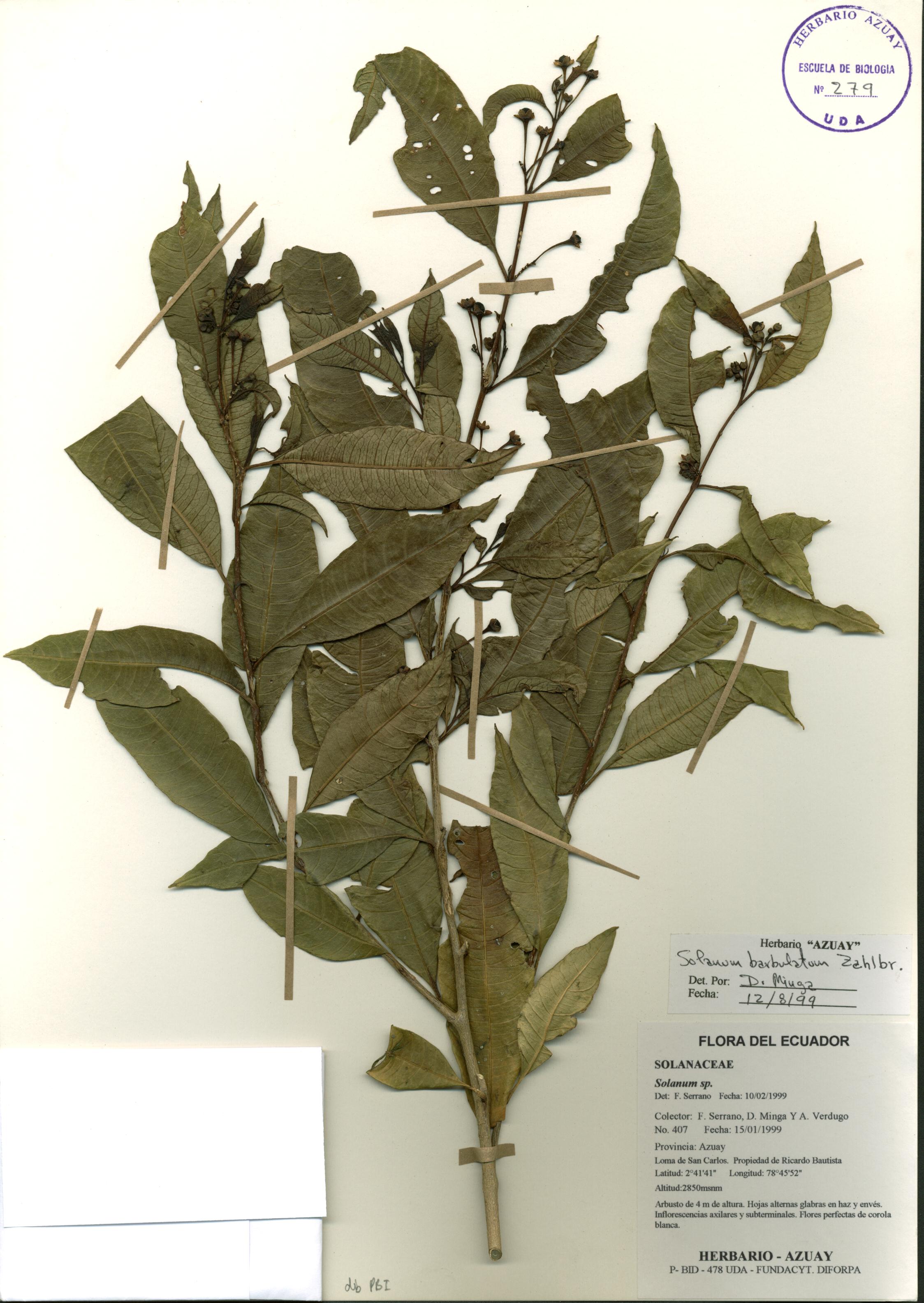 Solanum barbulatum Zahlbr.