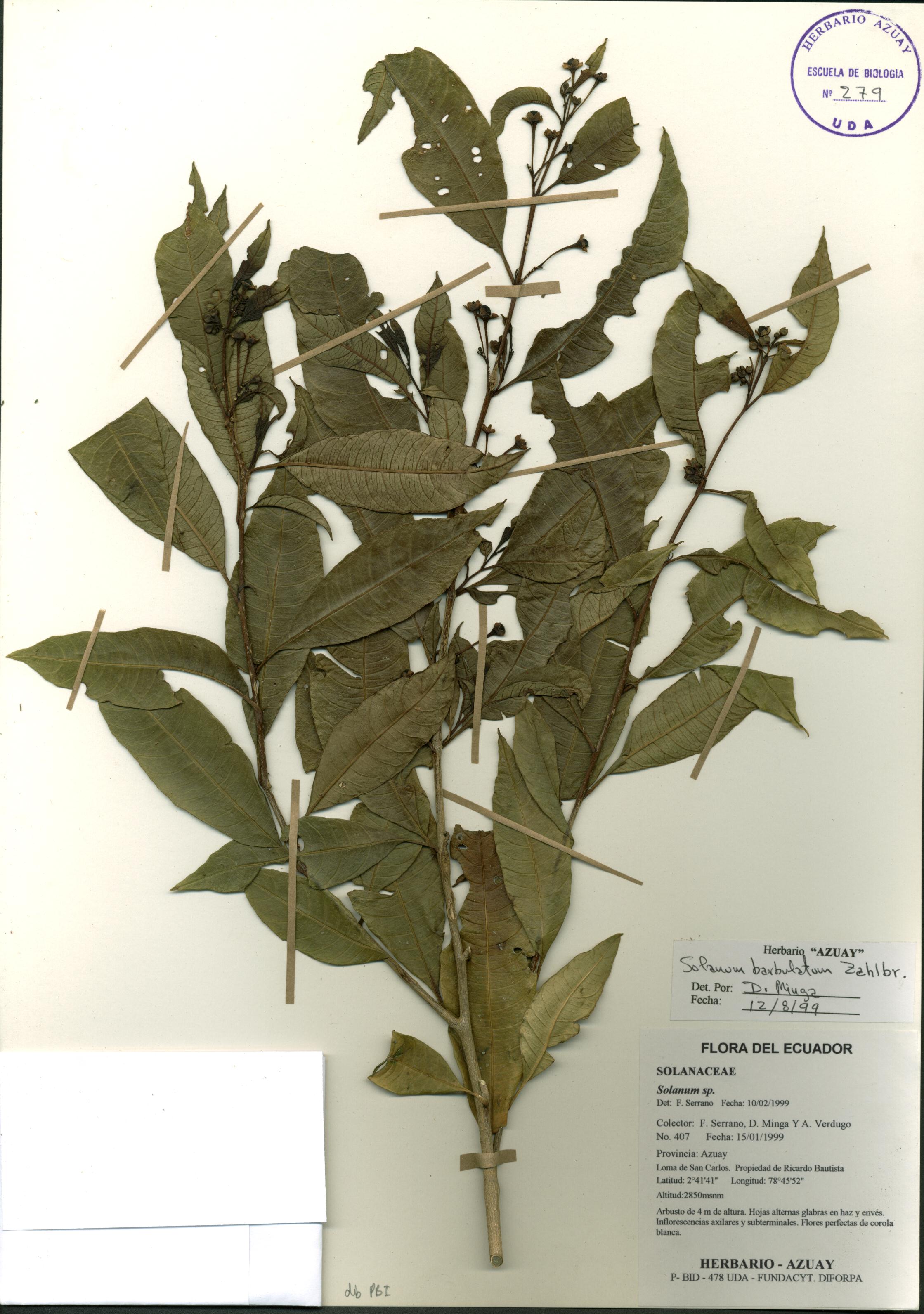 Solanum barbulatum Zahlbr.