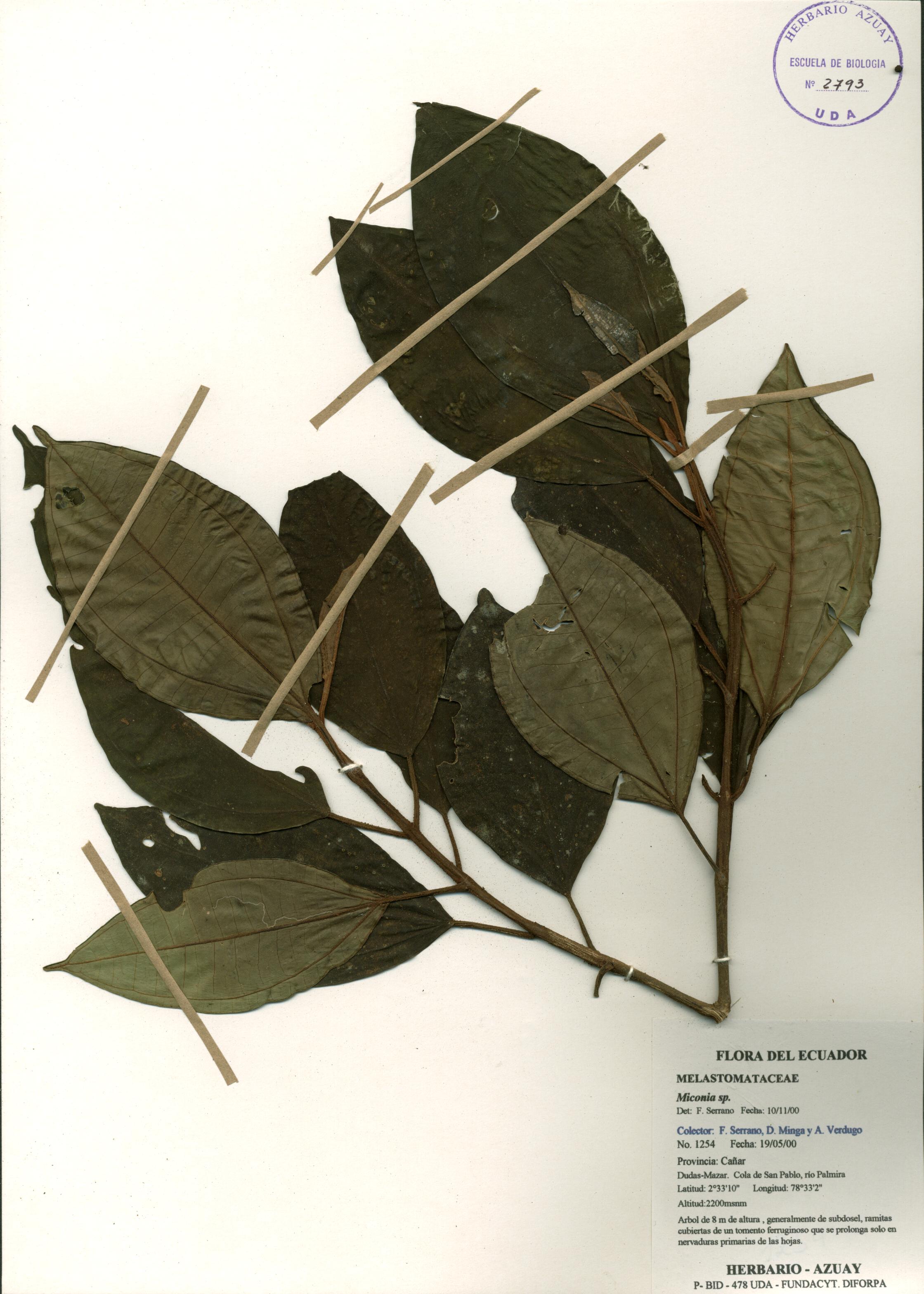 Miconia sp. SIN DETERMINAR