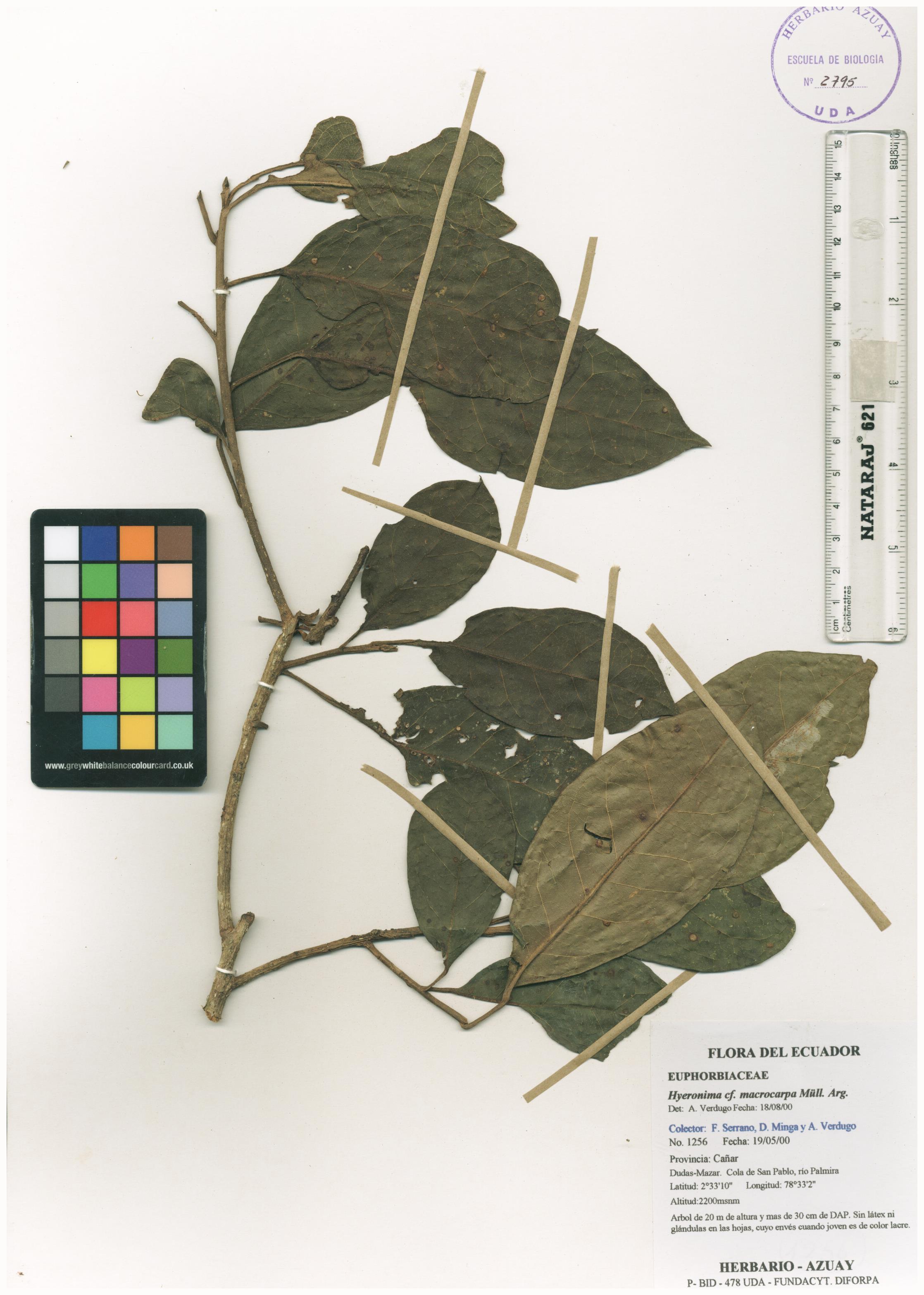 Hieronyma macrocarpa Müll. Arg.
