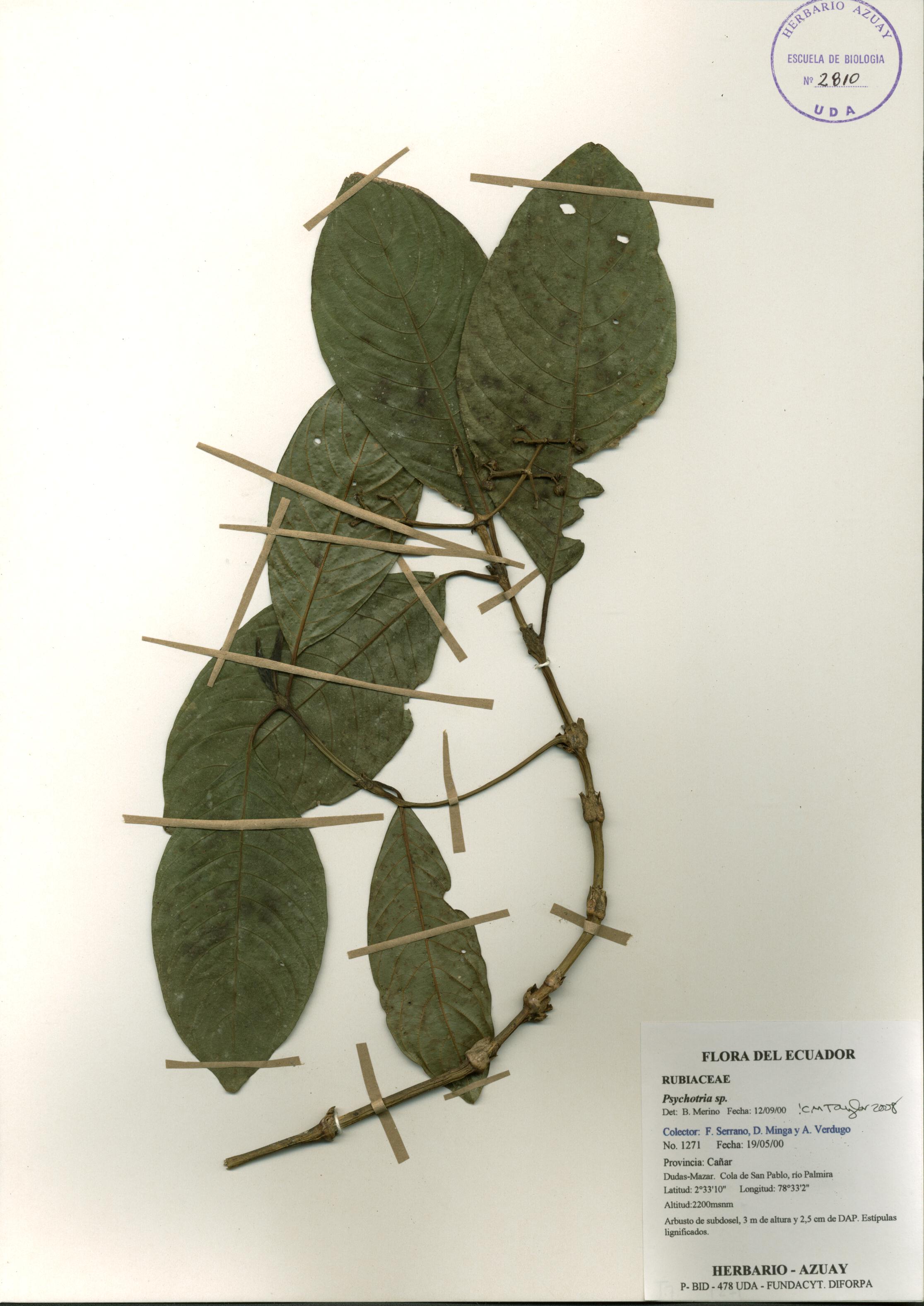Psychotria sp. SIN DETERMINAR