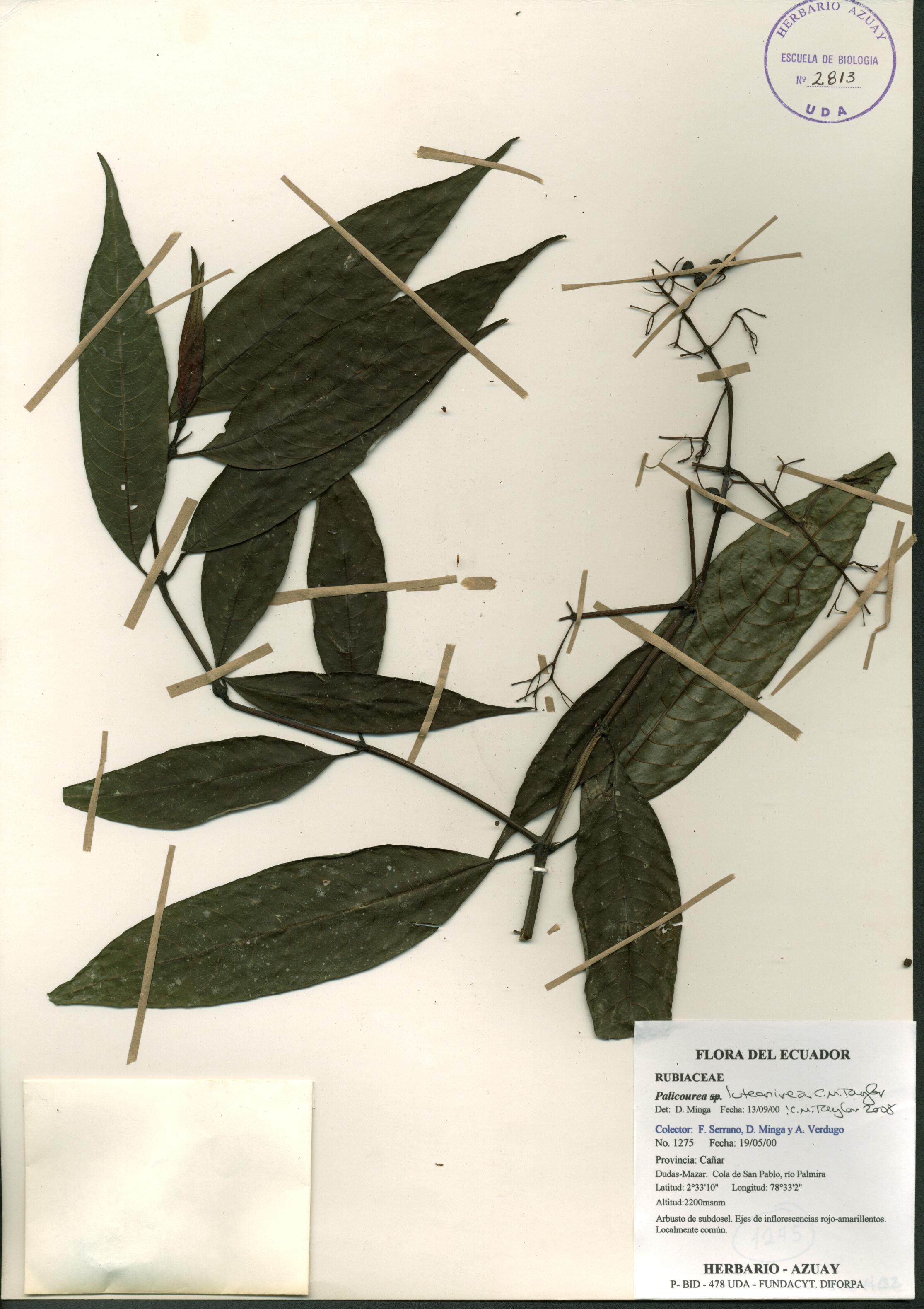 Palicourea luteonivea C.M. Taylor