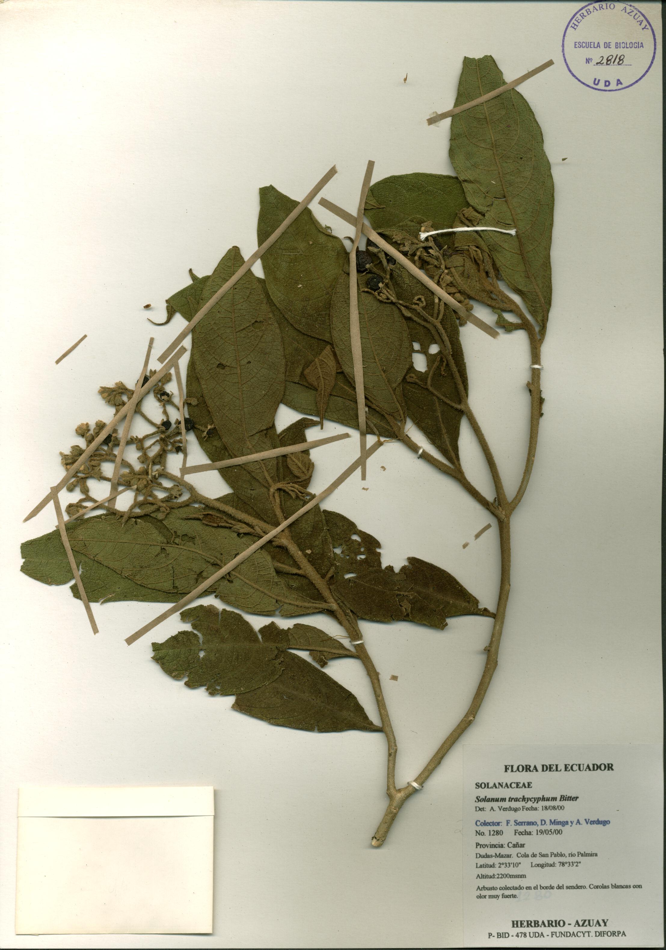 Solanum trachycyphum Bitter