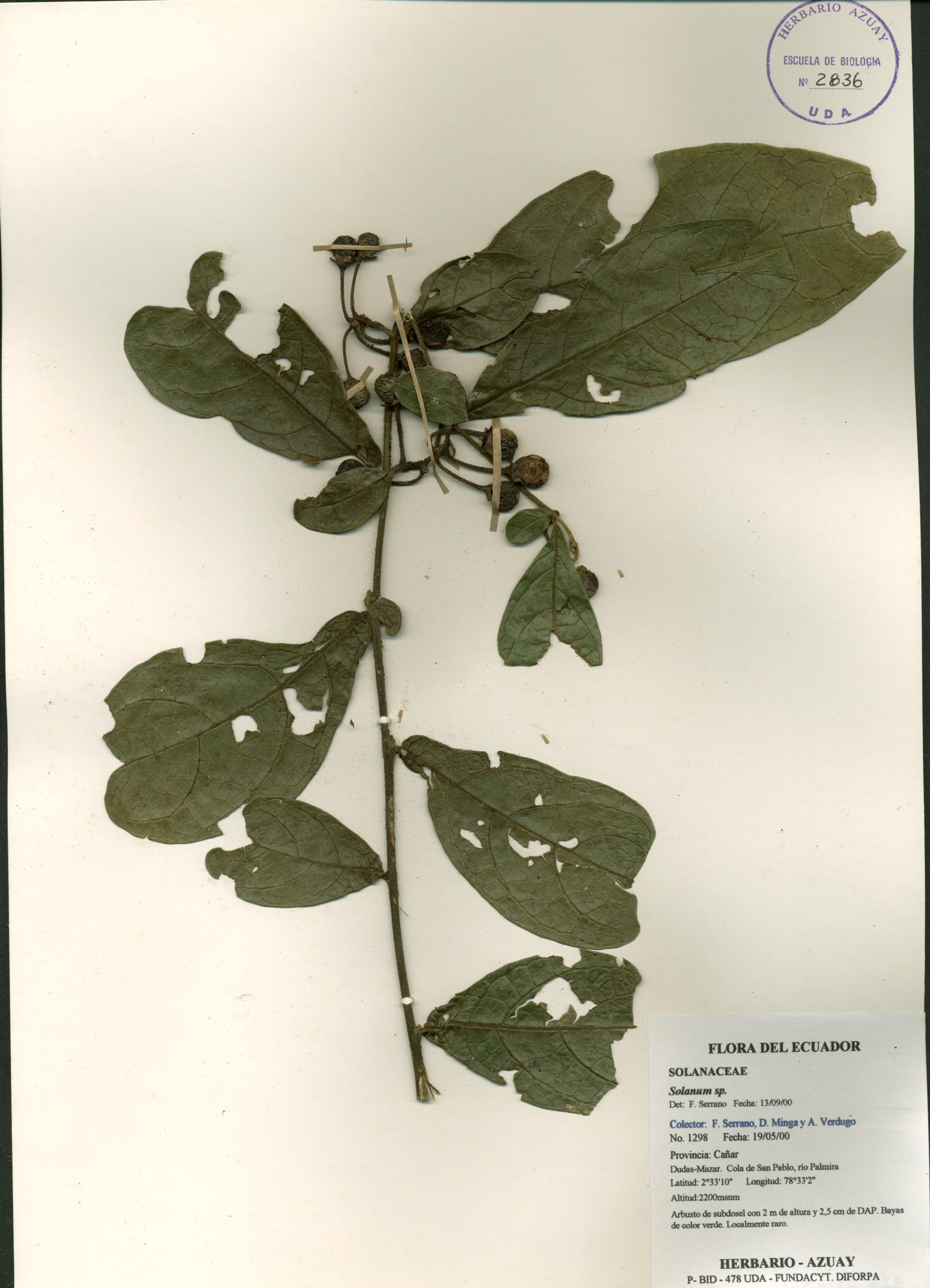 Solanum sp. SIN DETERMINAR