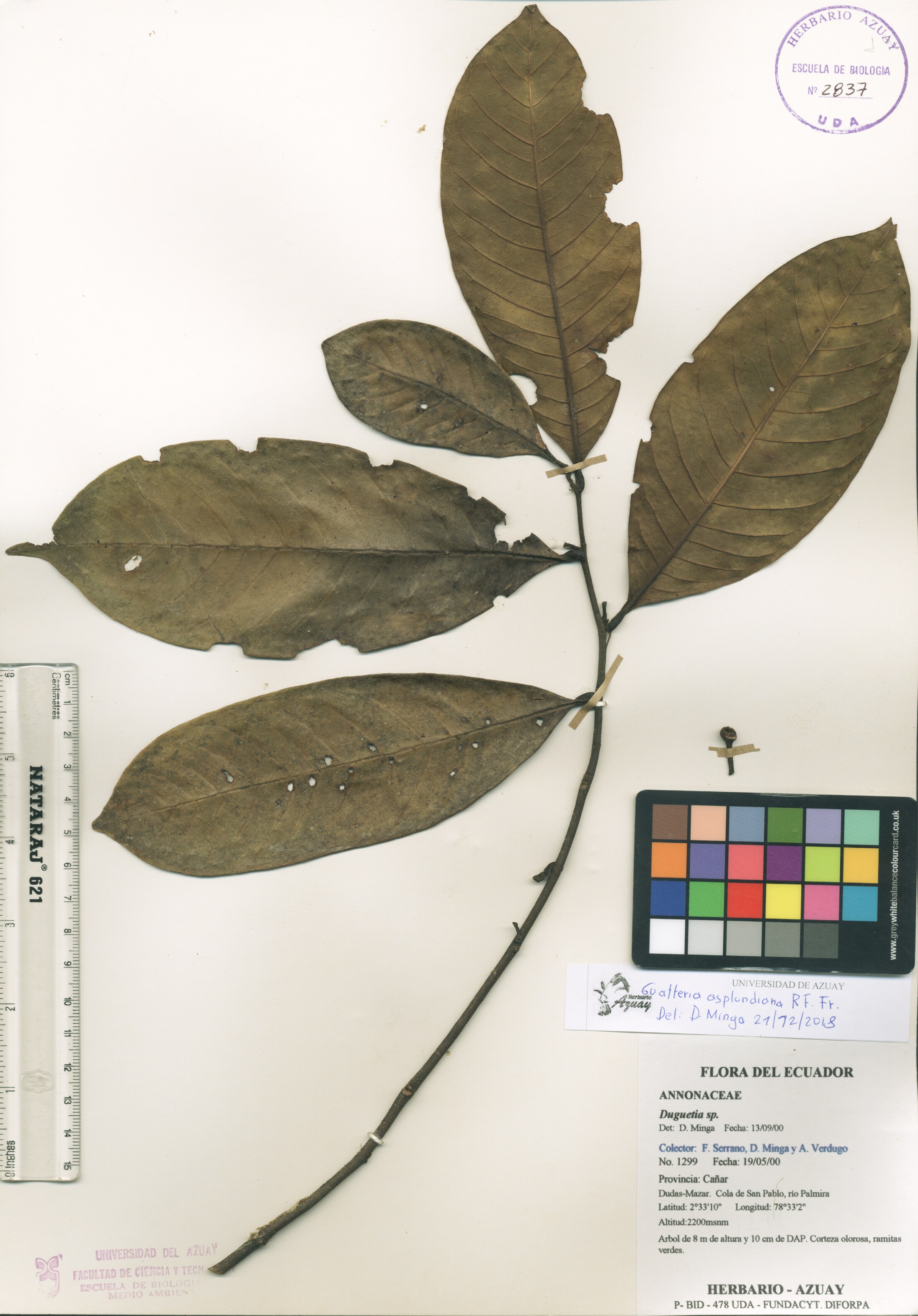 Guatteria asplundiana R.E. Fr.