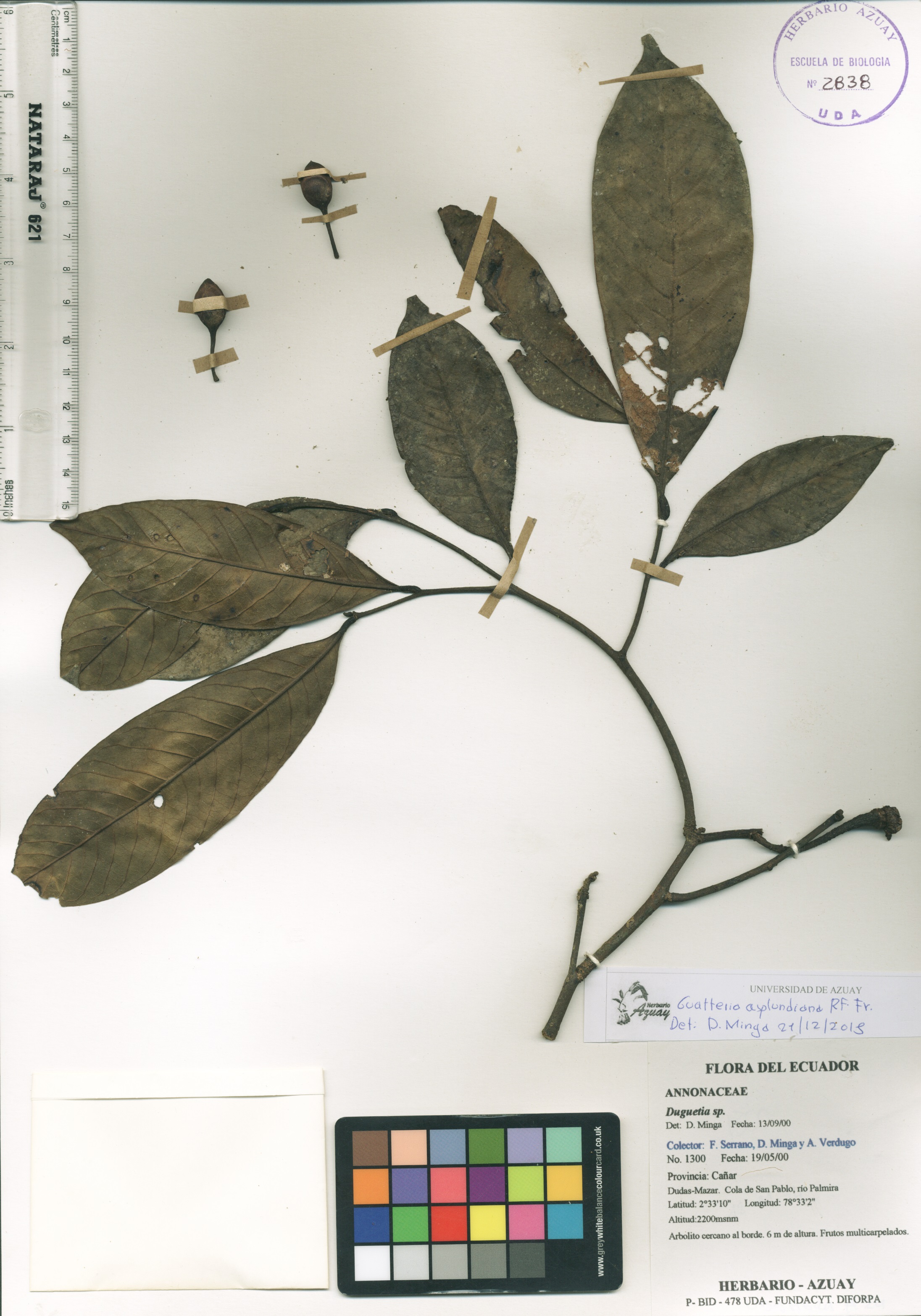 Guatteria asplundiana R.E. Fr.