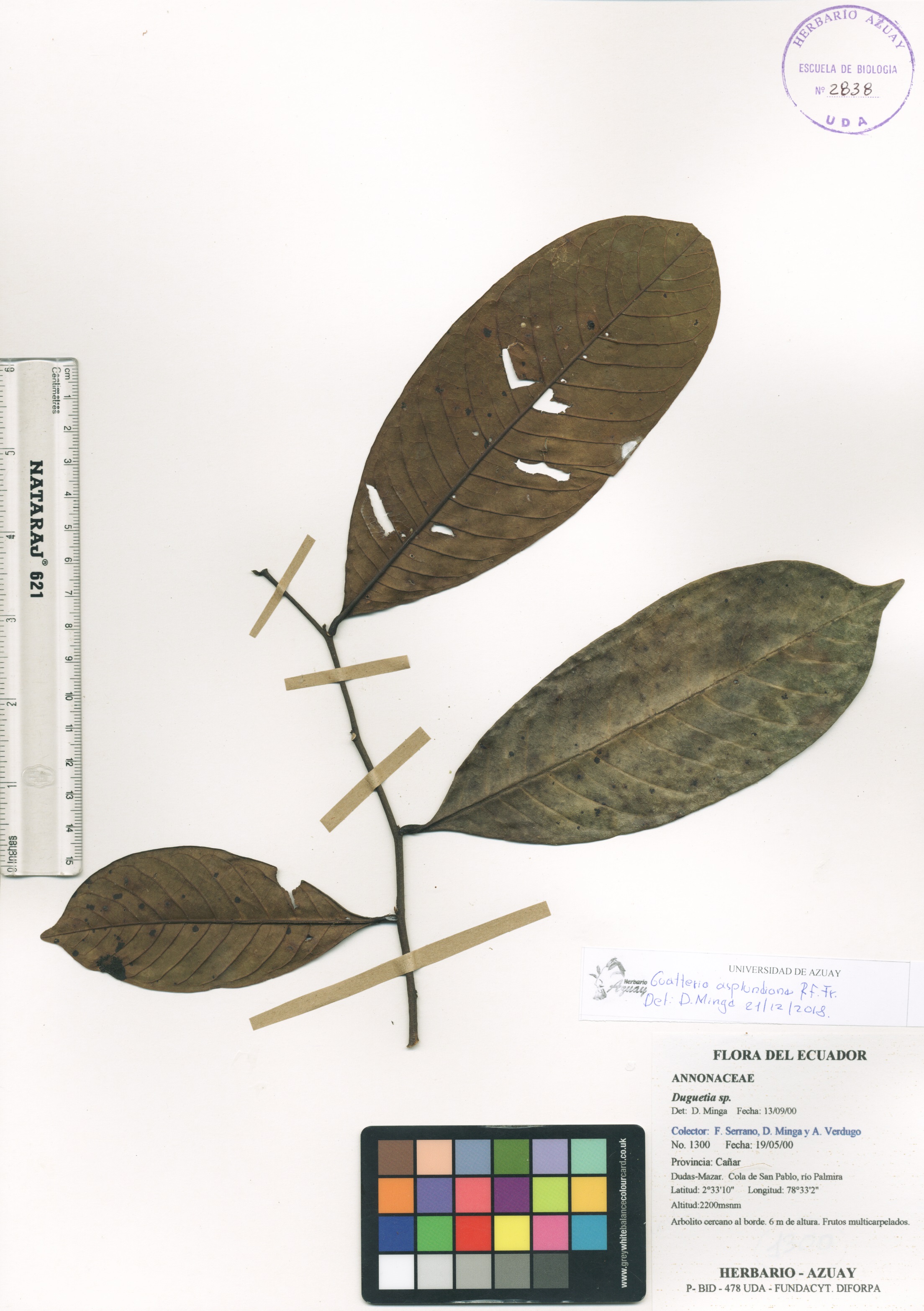 Guatteria asplundiana R.E. Fr.