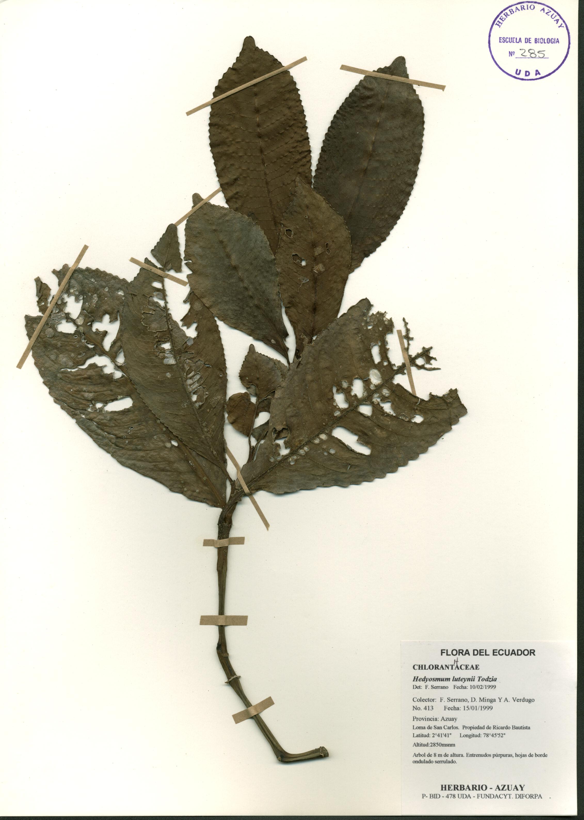 Hedyosmum luteynii Todzia.