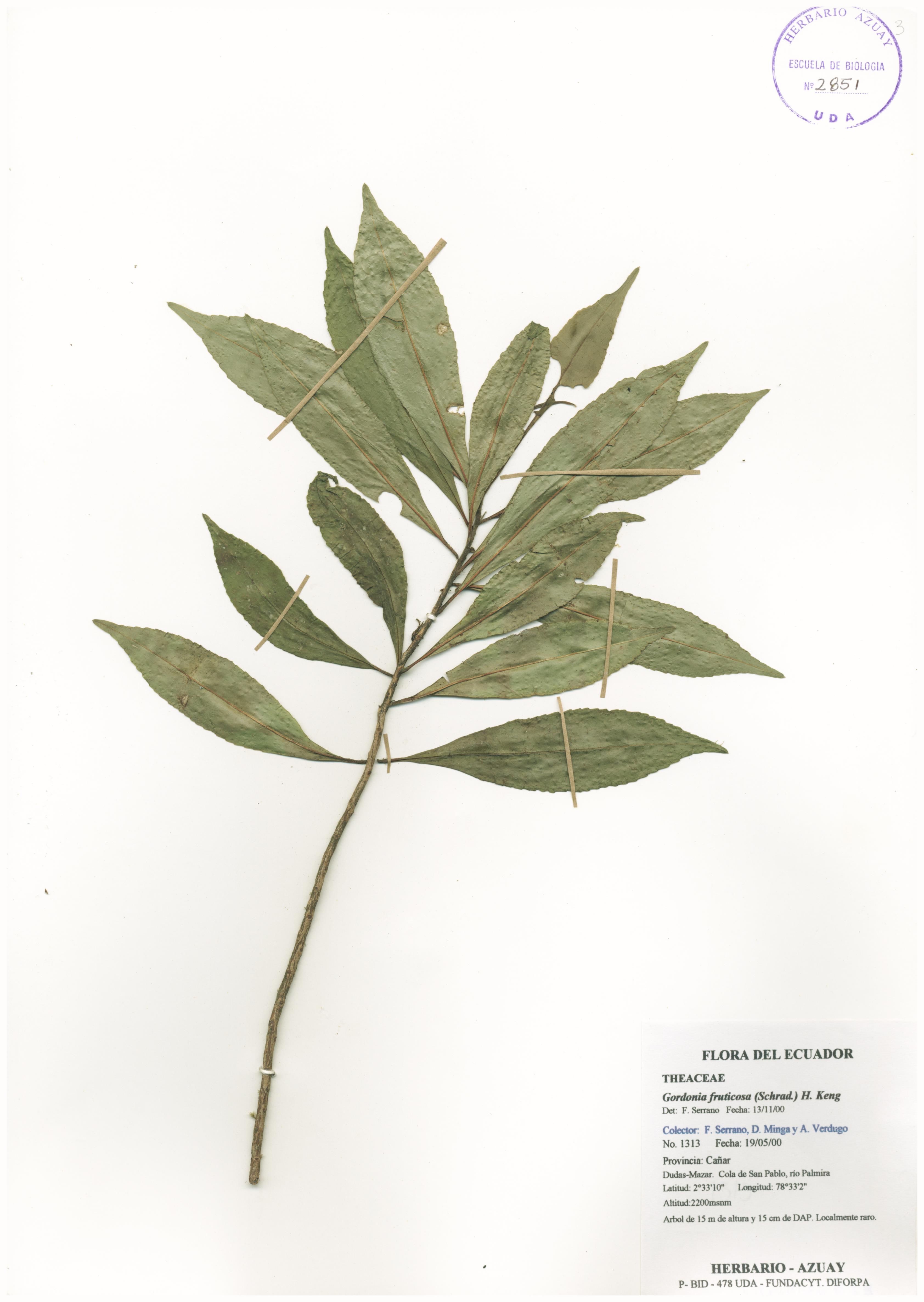 Gordonia fruticosa (Schrad.) H. Keng