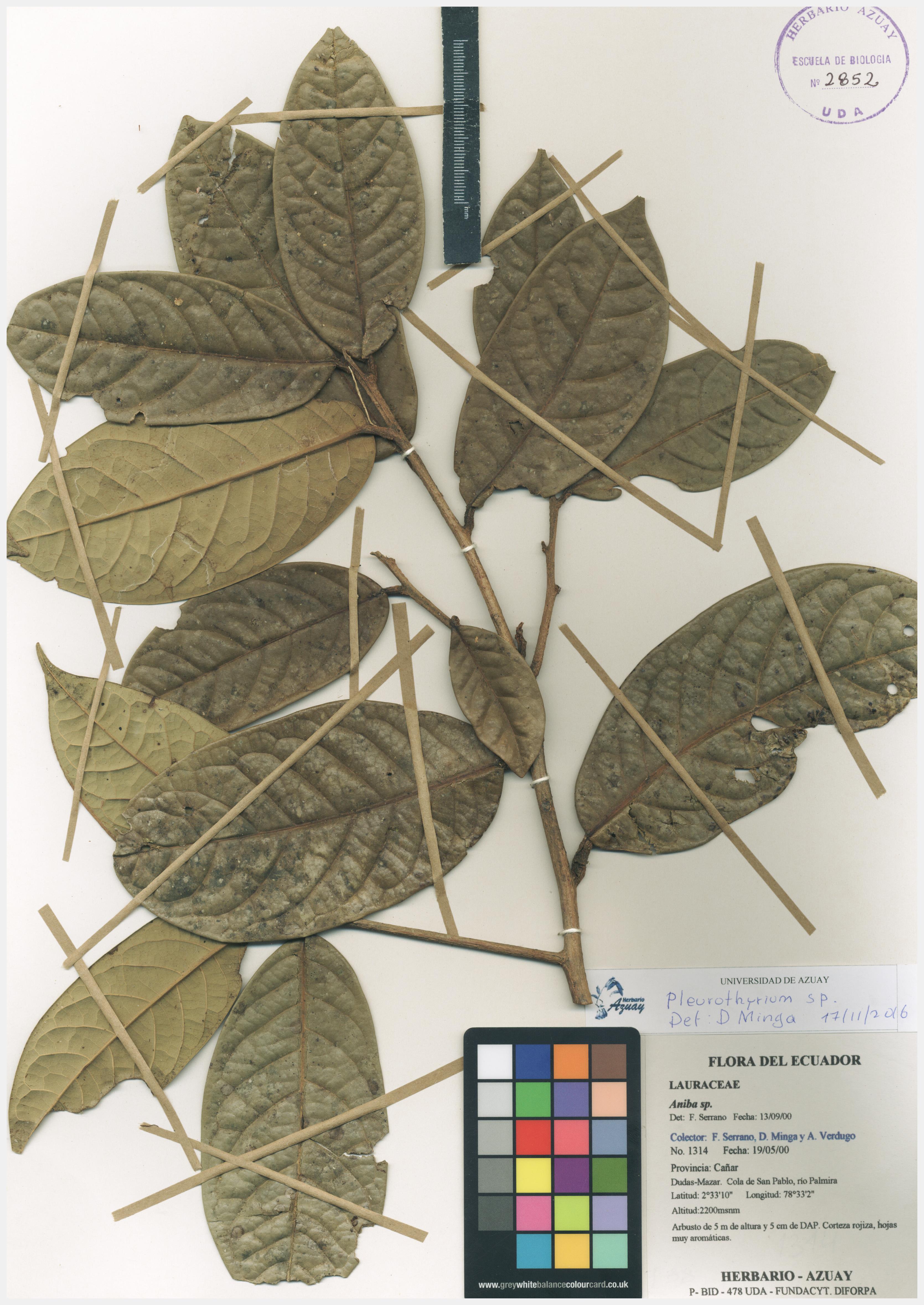 Pleurothyrium sin determinar sin determinar