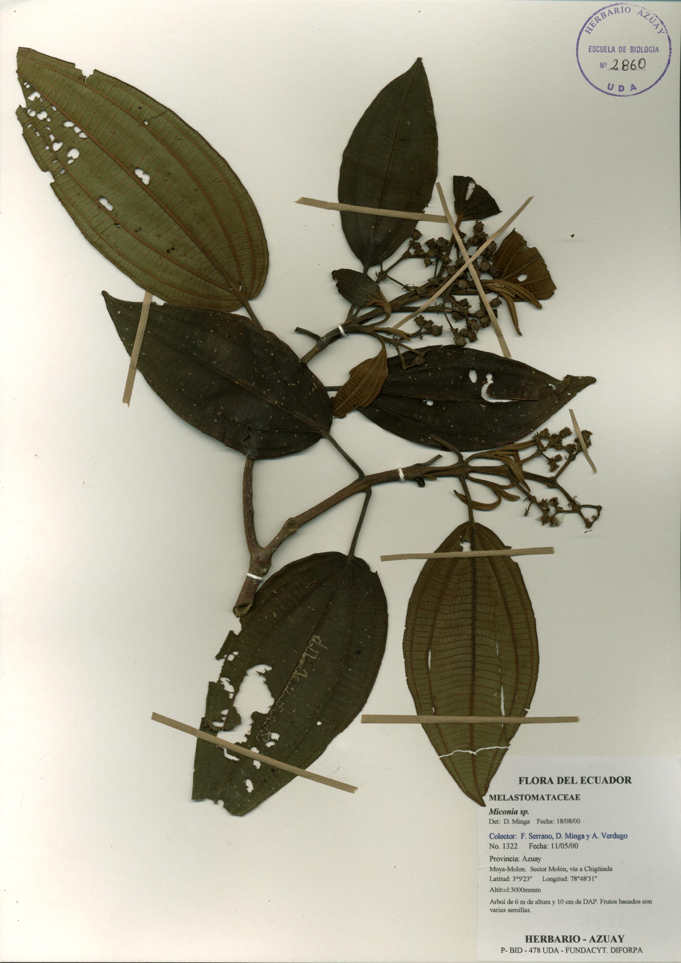 Miconia sp. SIN DETERMINAR