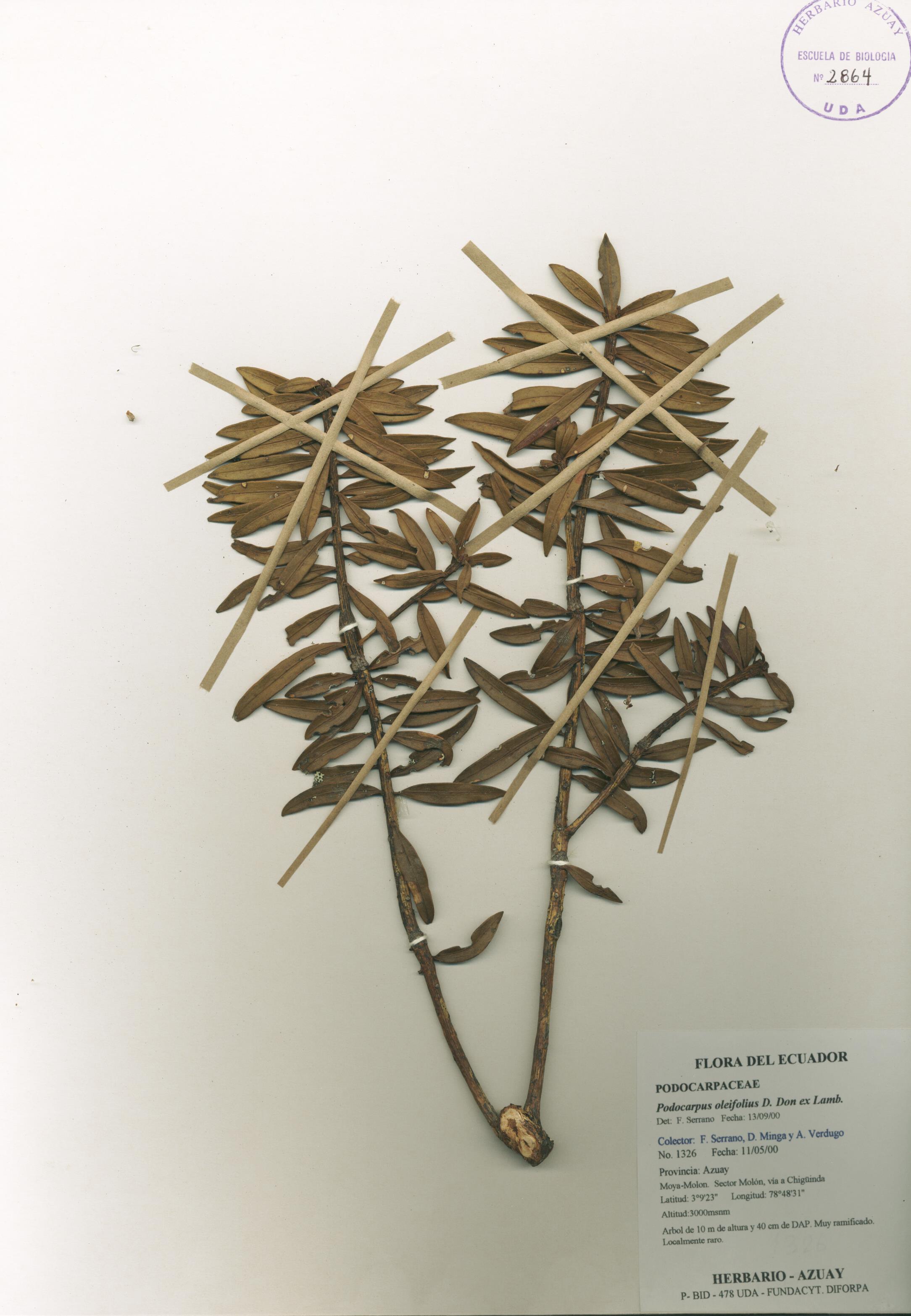Podocarpus oleifolius D. Don ex Lamb.