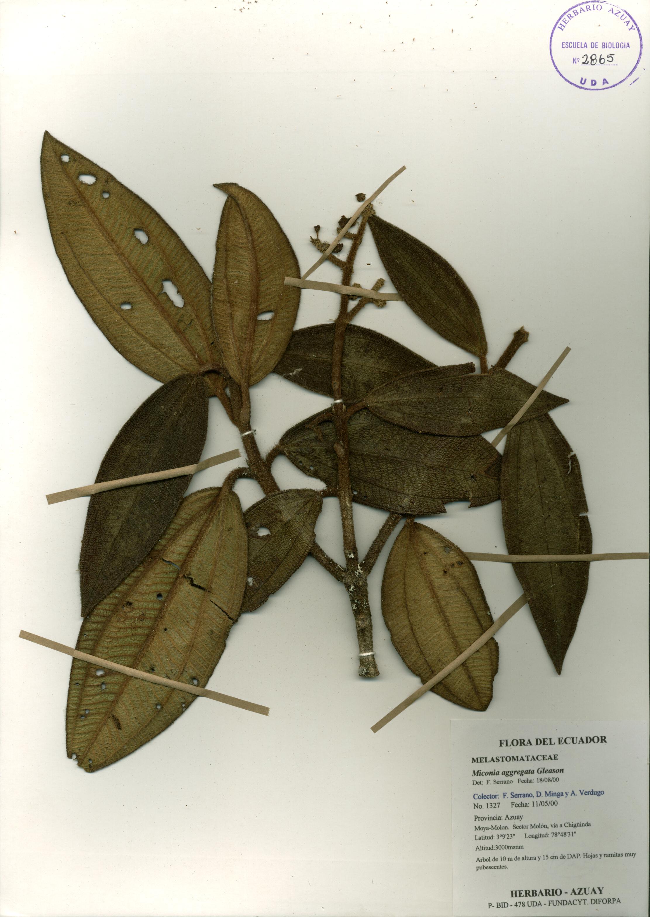 Miconia aggregata Gleason