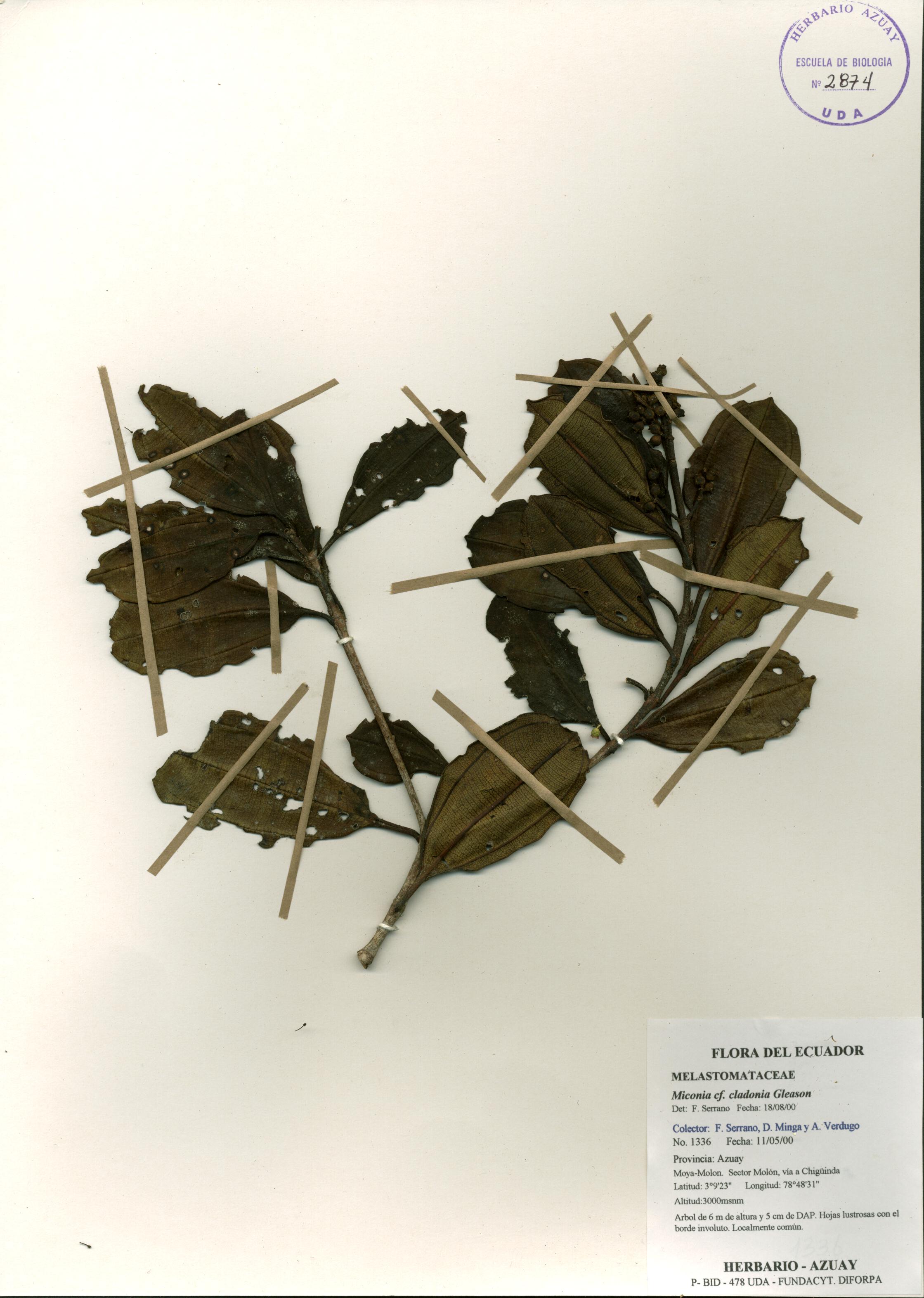 Miconia cladonia Gleason