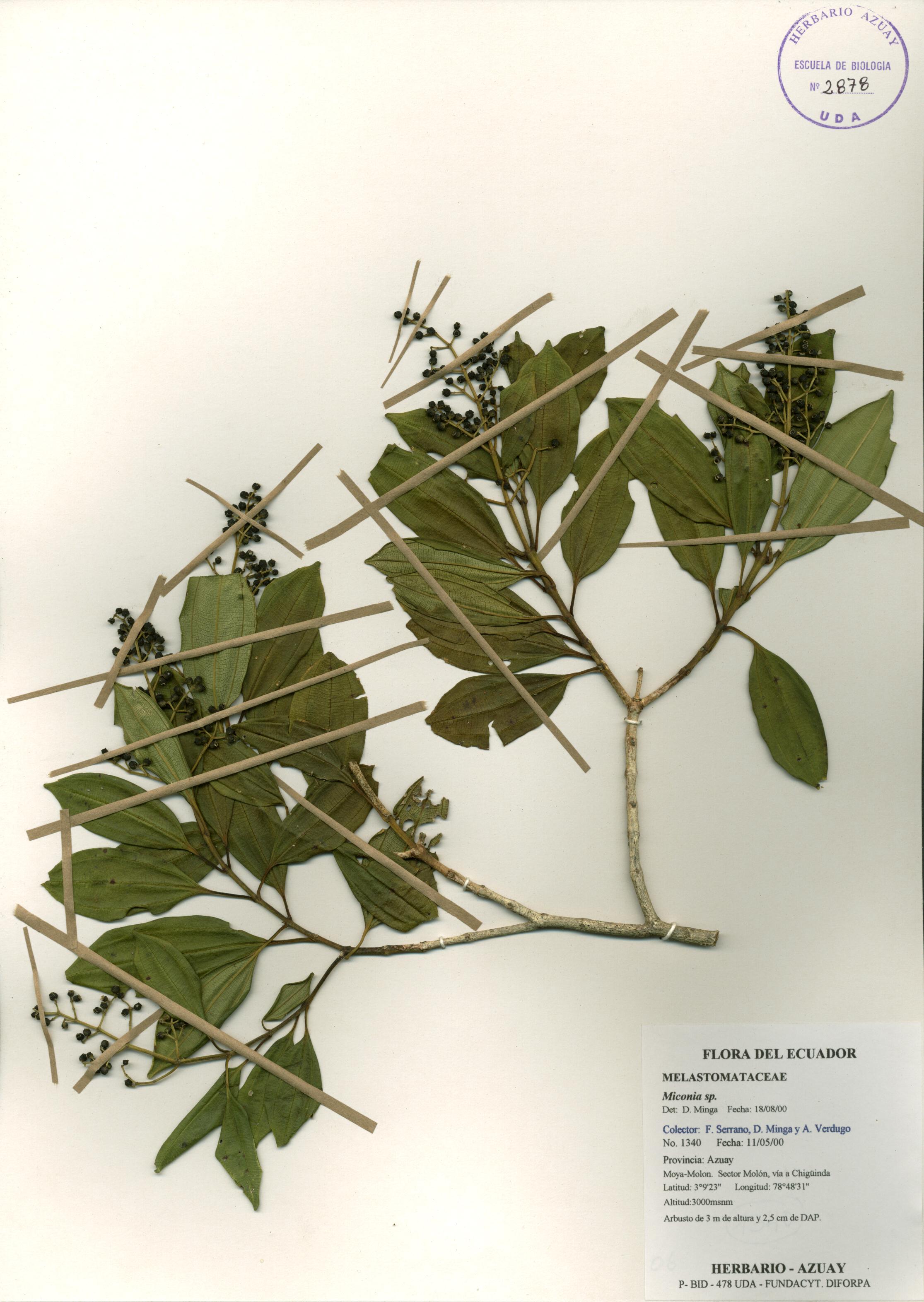 Miconia sp. SIN DETERMINAR
