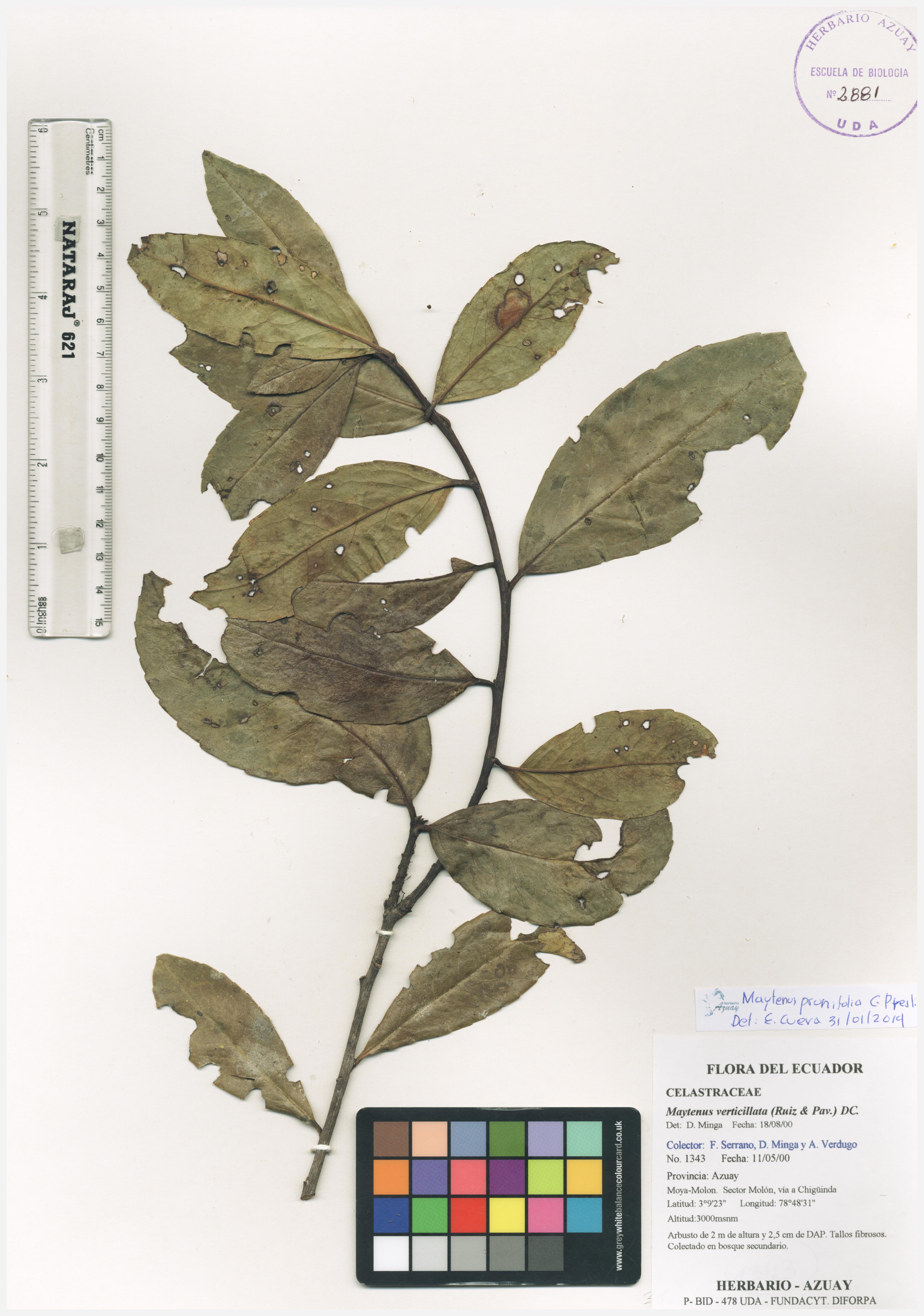 Maytenus prunifolia C. Presl