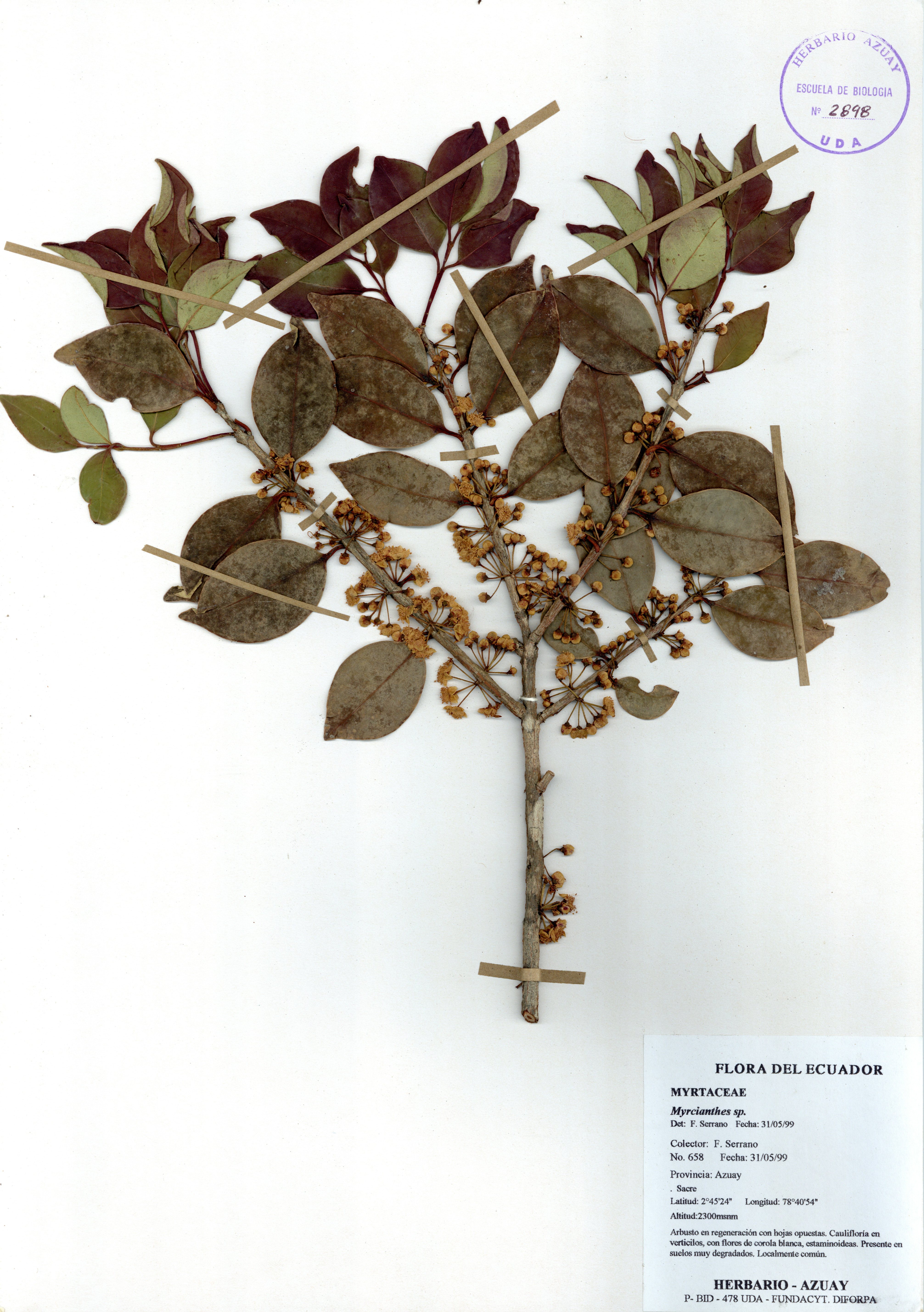 Myrcianthes sp. SIN DETERMINAR