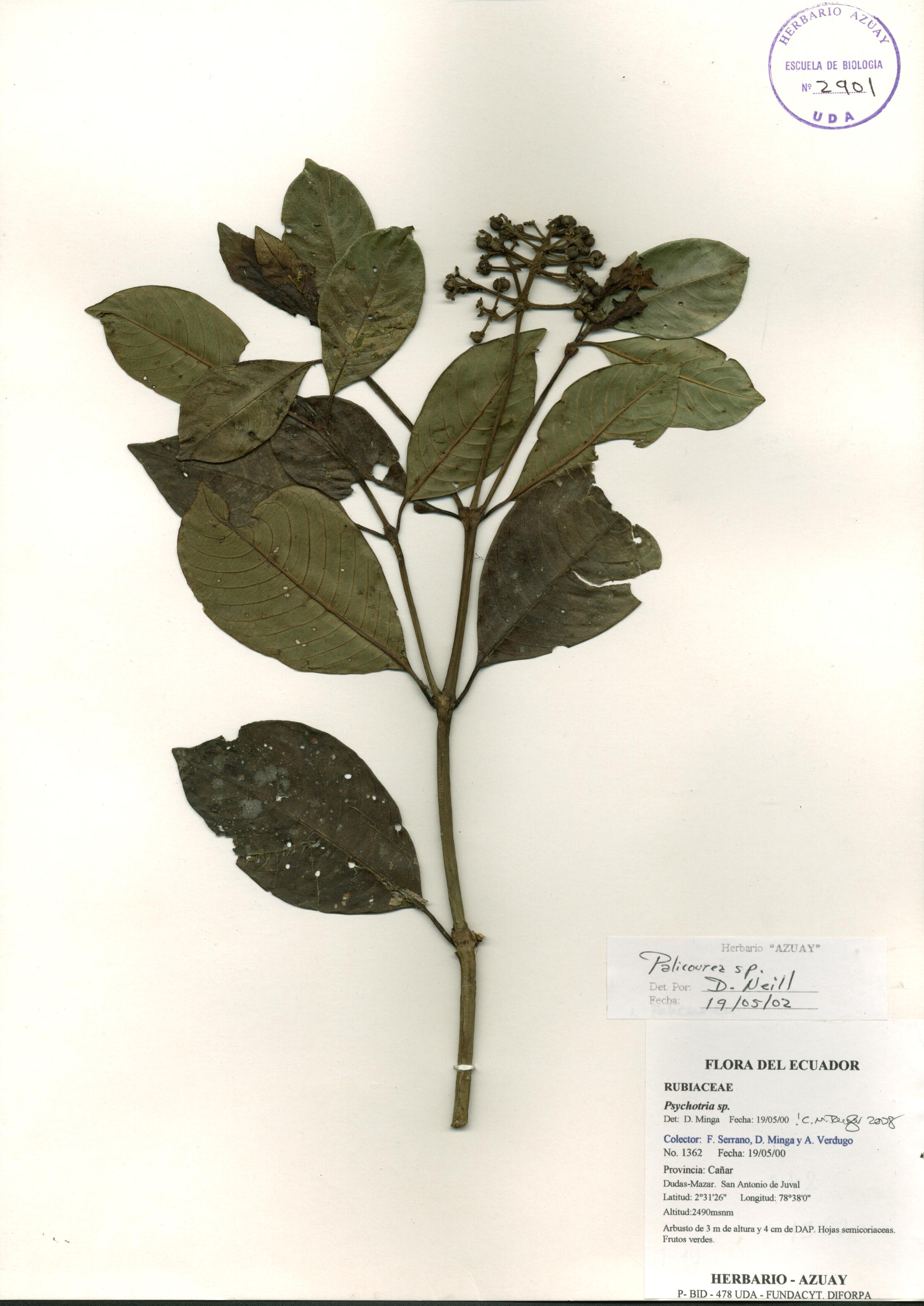 Psychotria sp. SIN DETERMINAR