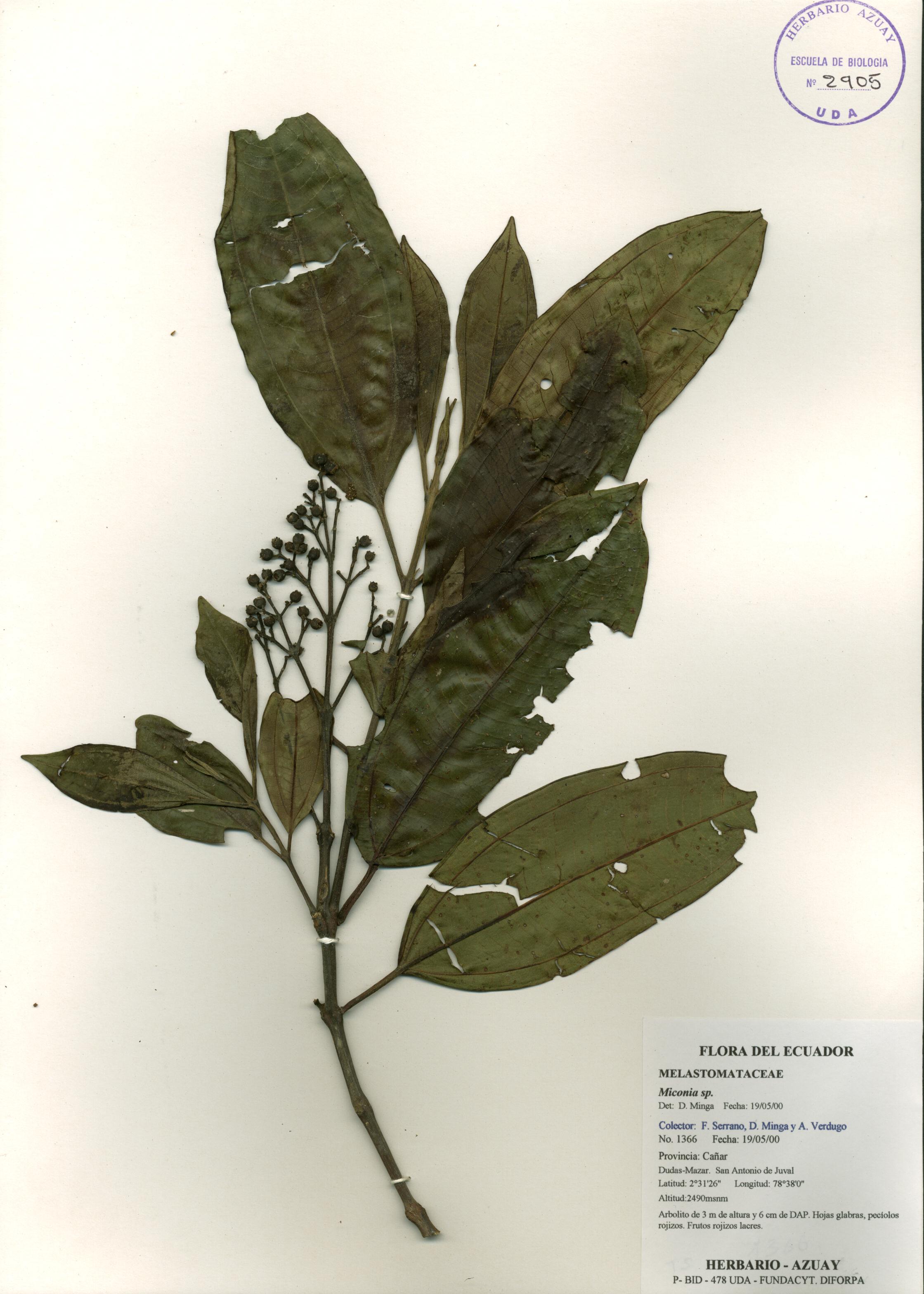 Miconia sp. SIN DETERMINAR