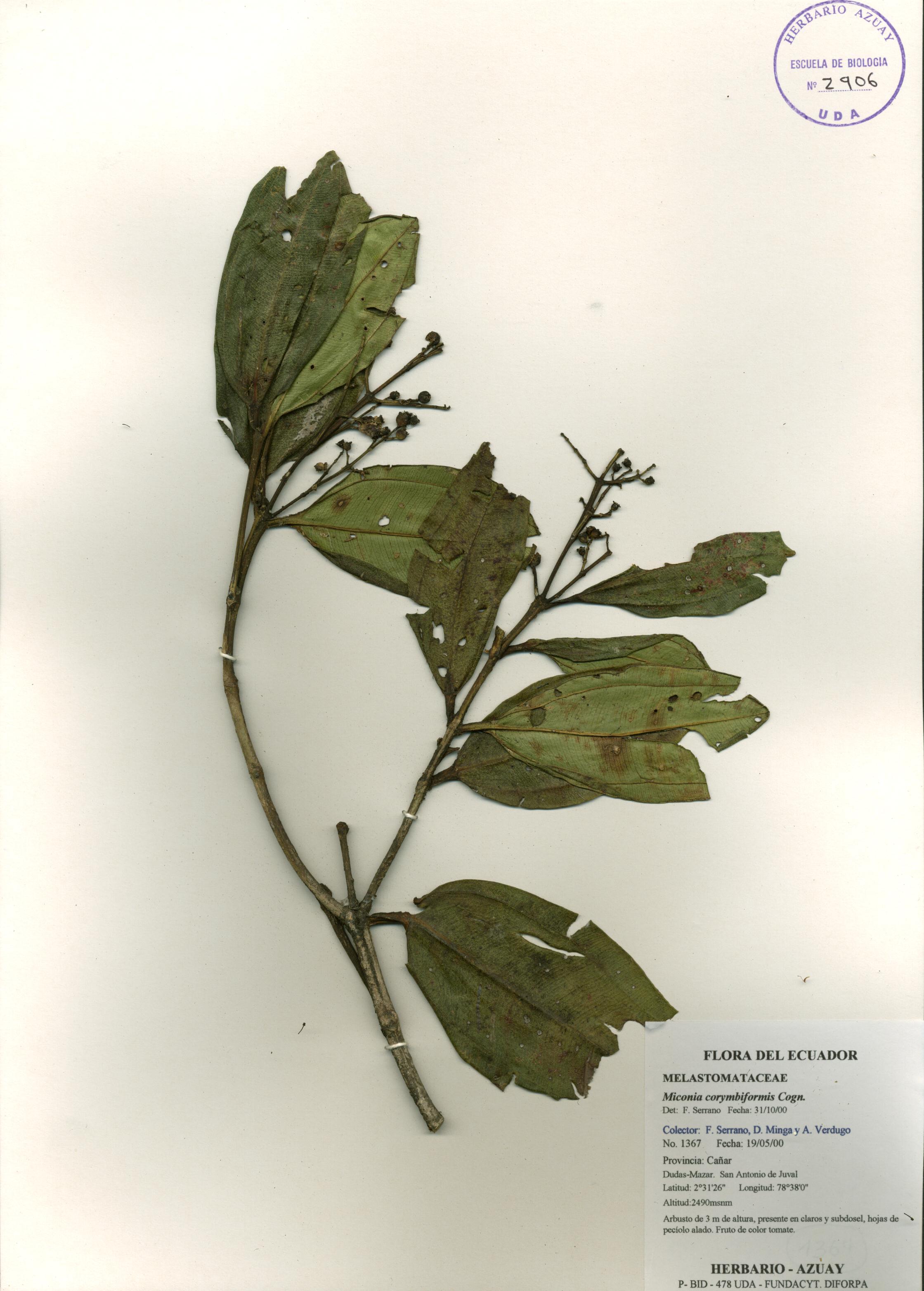 Miconia corymbiformis Cogn.