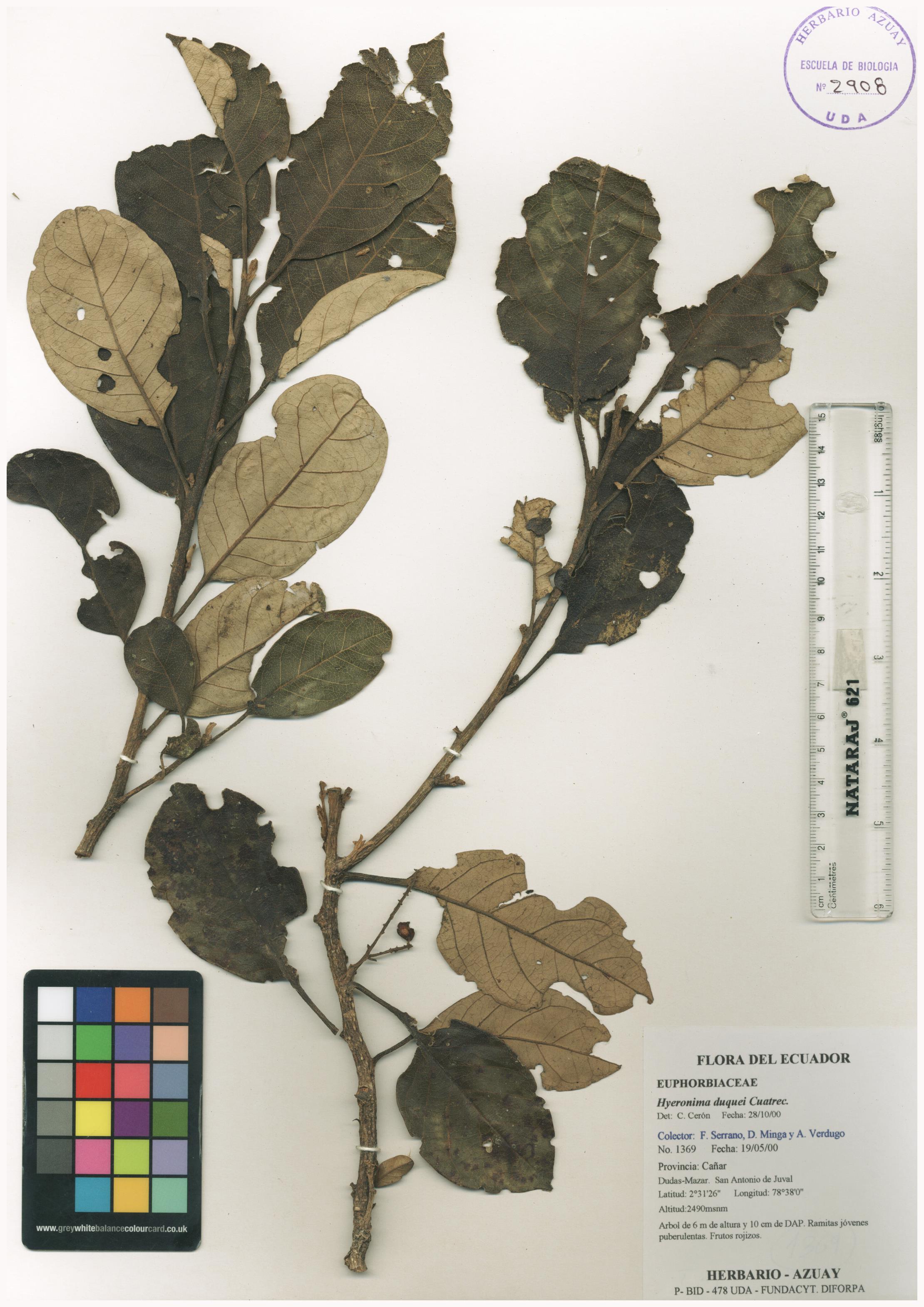 Hieronyma duquei Cuatrec.