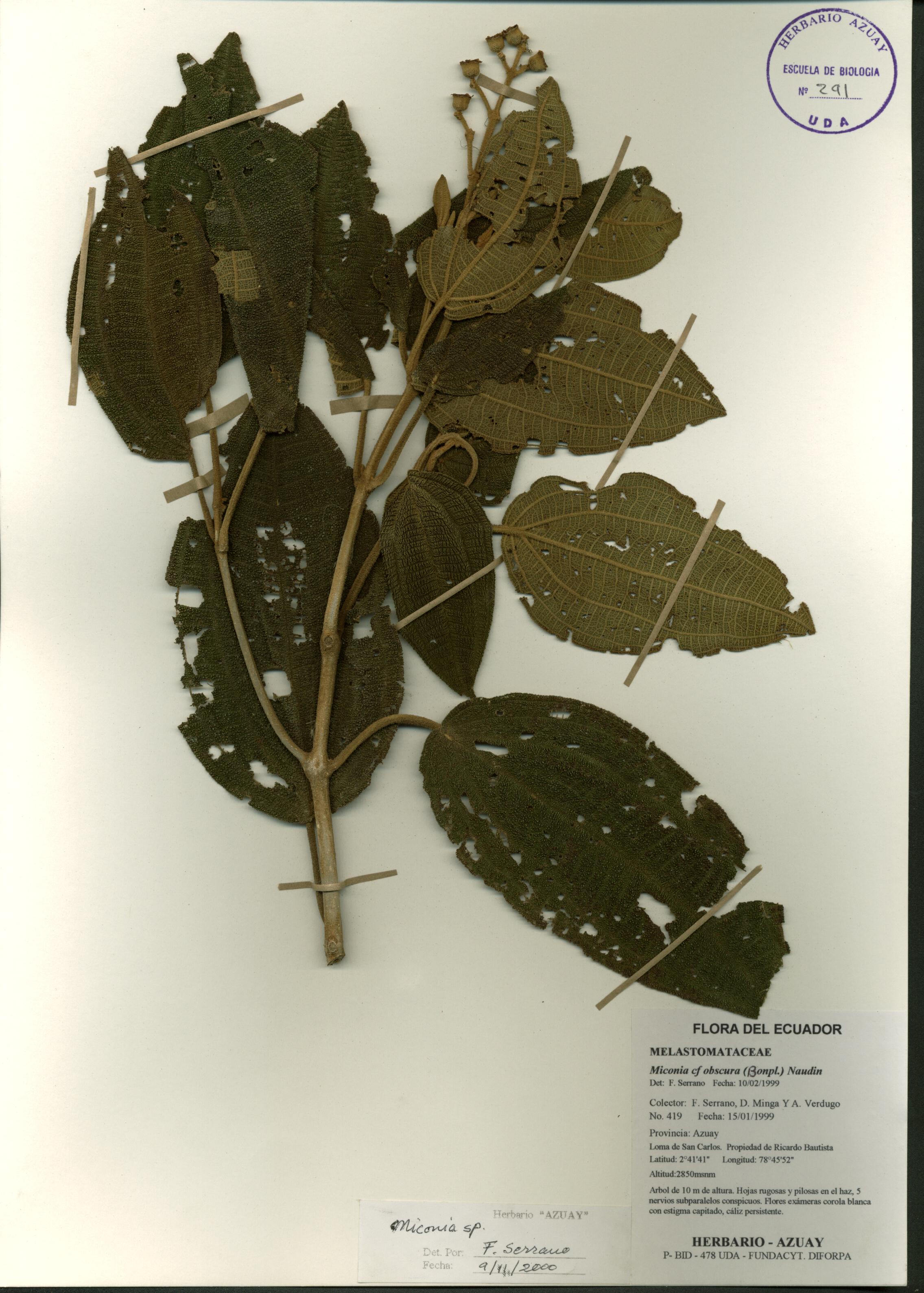 Miconia sp. SIN DETERMINAR