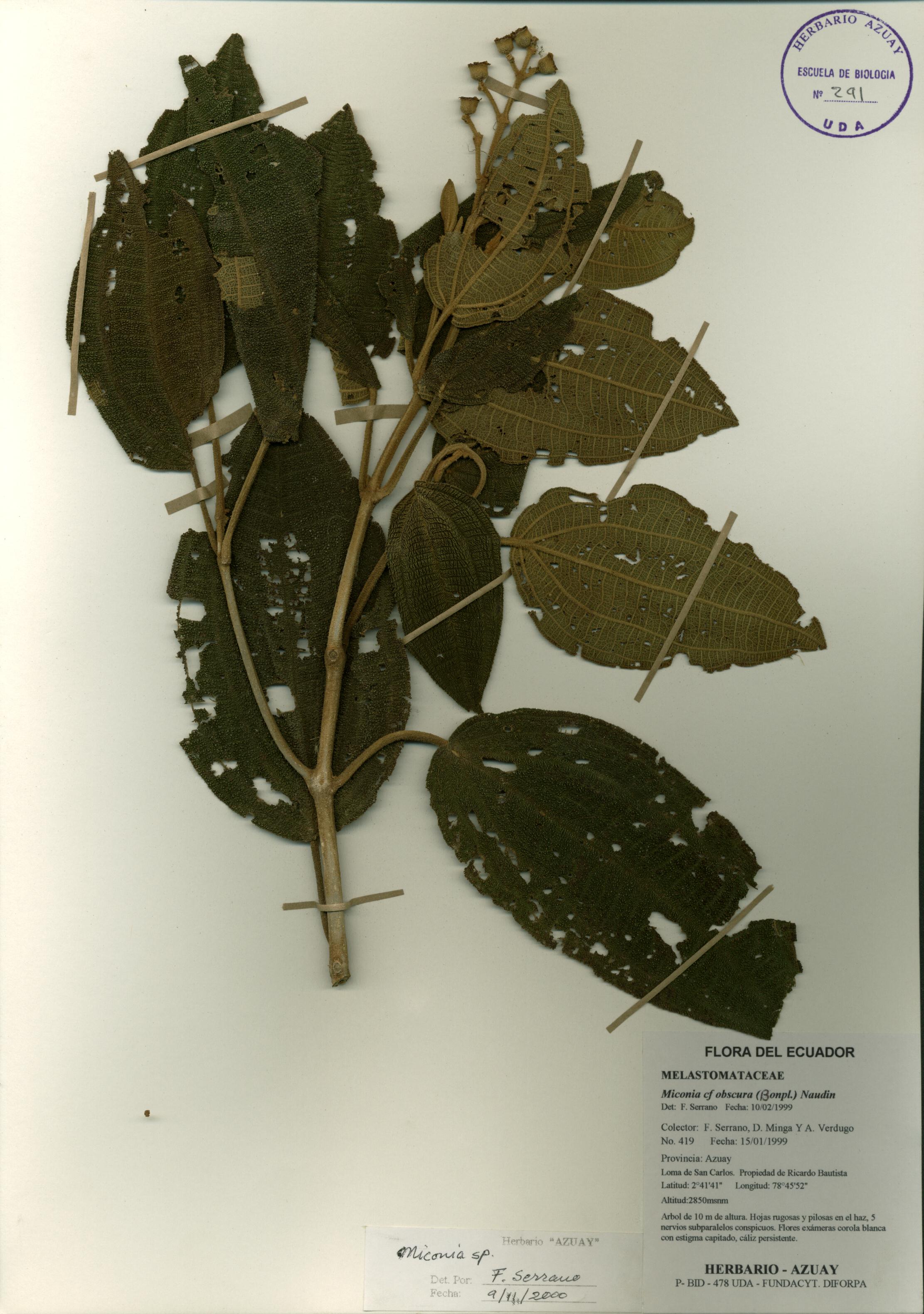 Miconia sp. SIN DETERMINAR